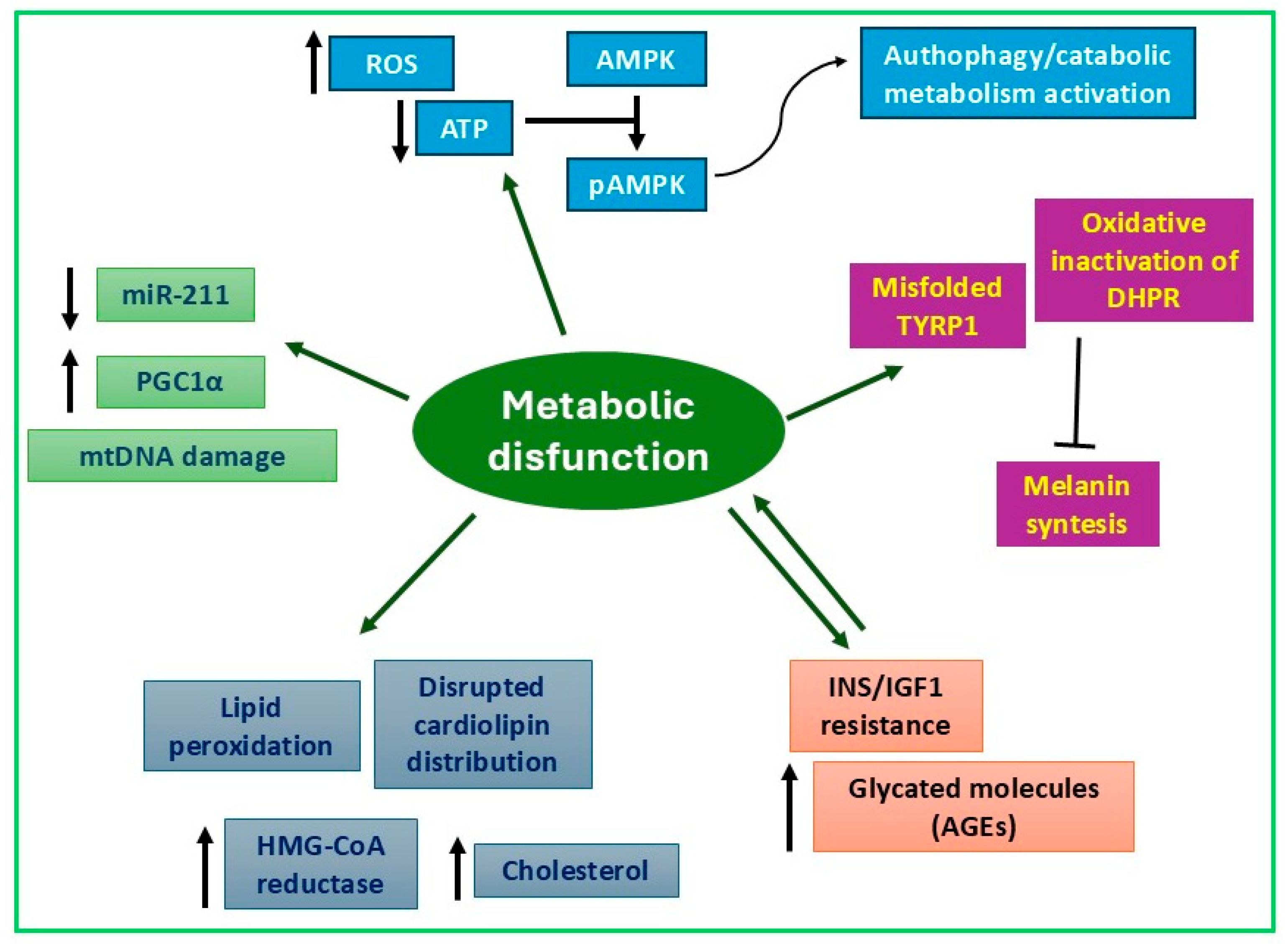 Biomedicines 13 02177 g004 Biomedicines 13 02177 g004