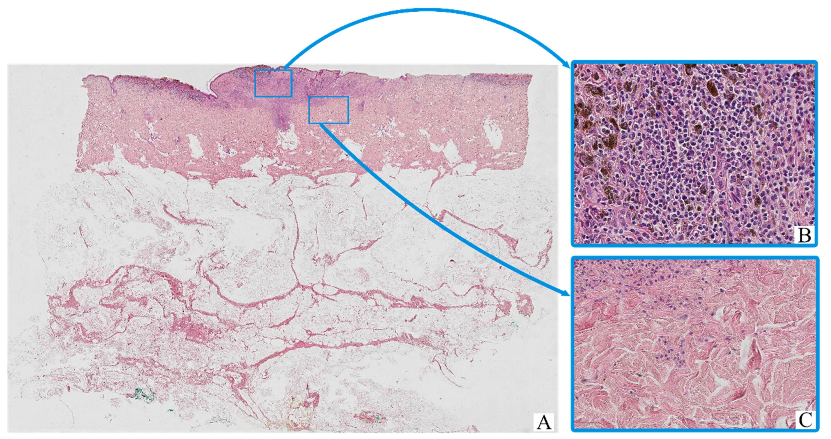 Biomedicines 13 02178 g001