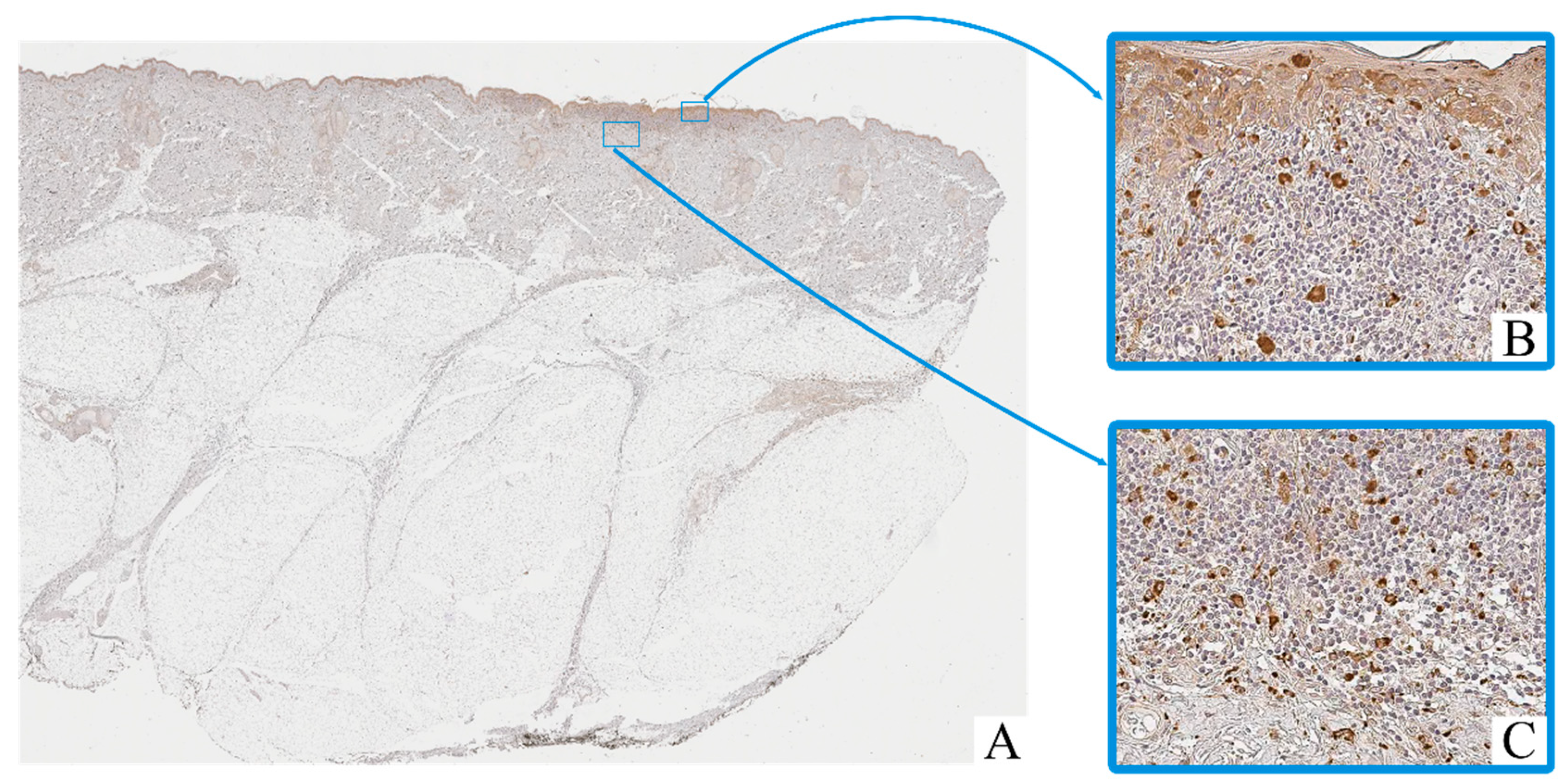 Biomedicines 13 02178 g002