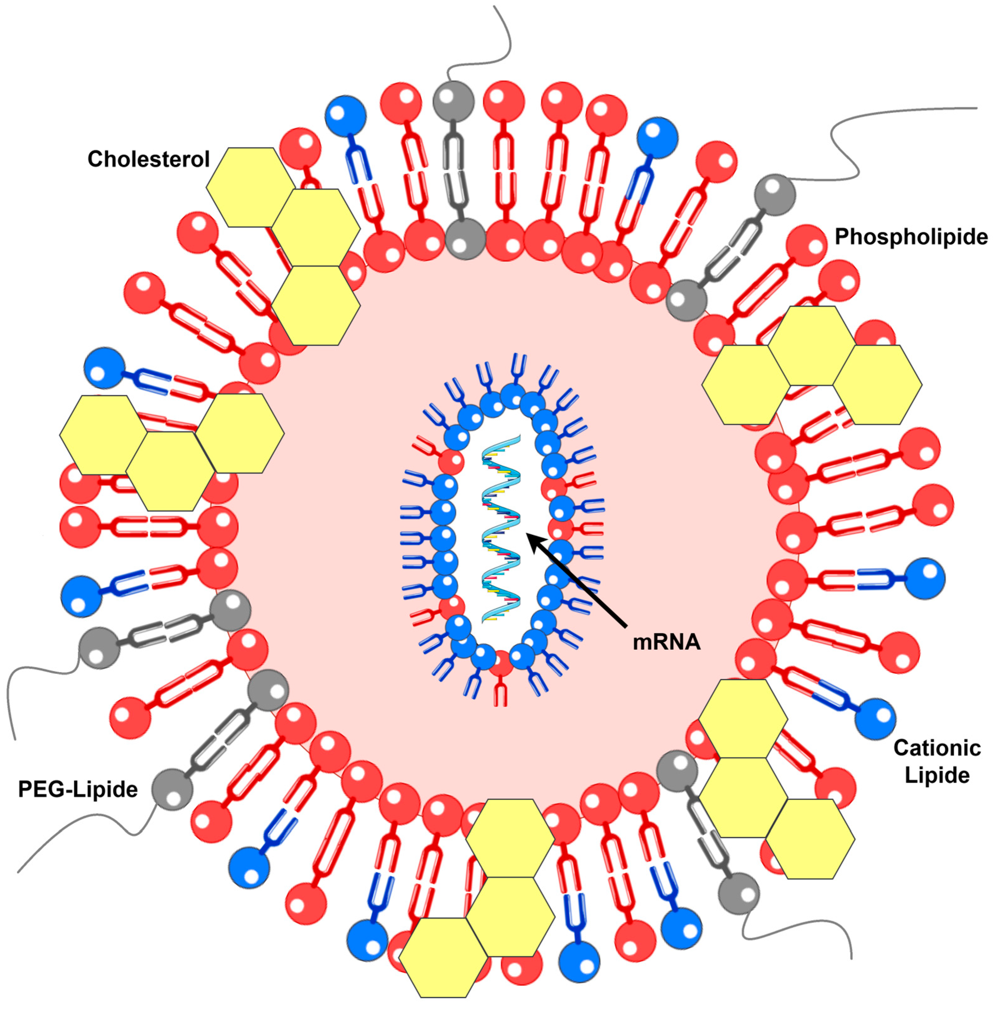 Biomedicines 13 02187 g001