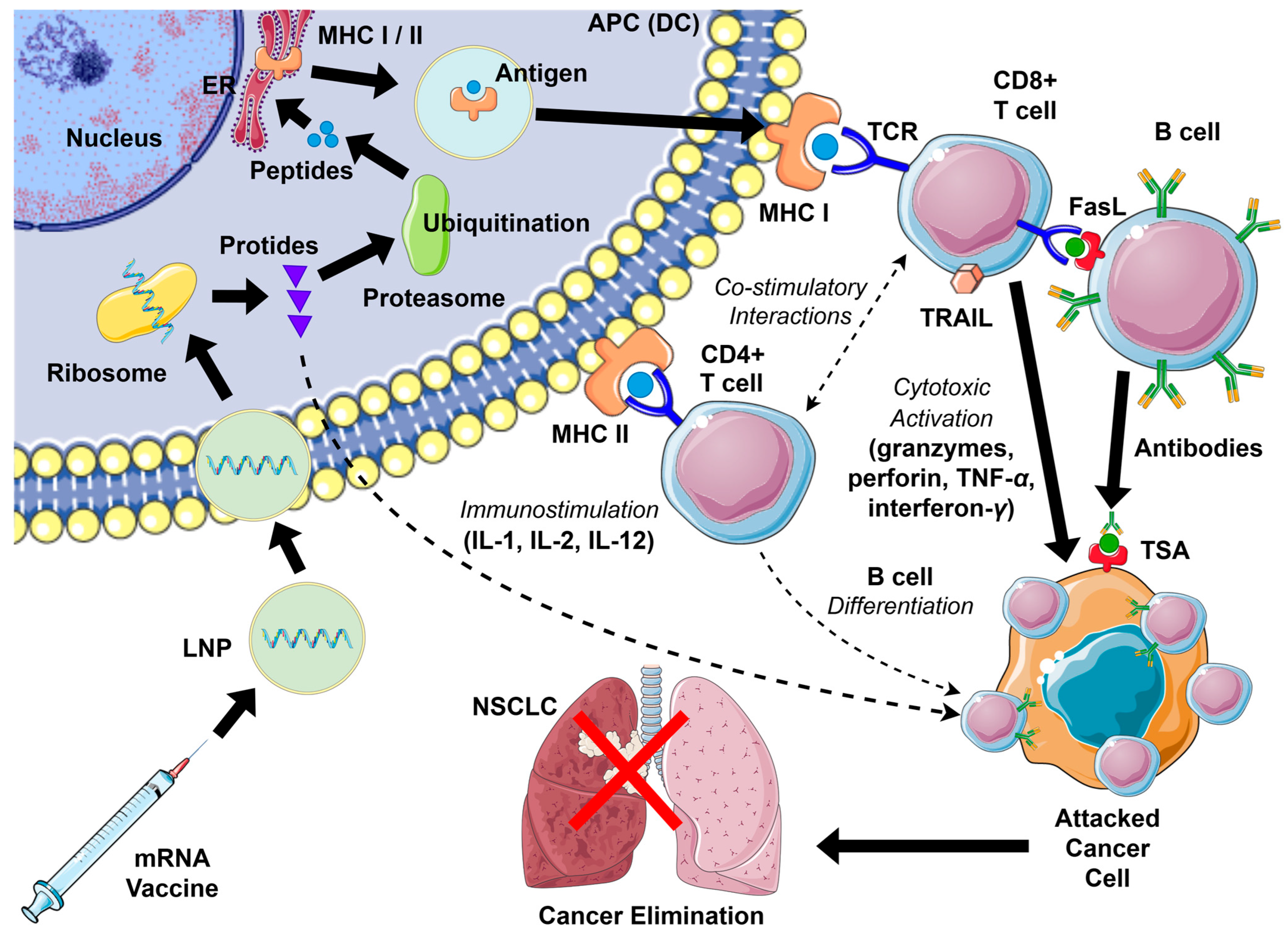 Biomedicines 13 02187 g002