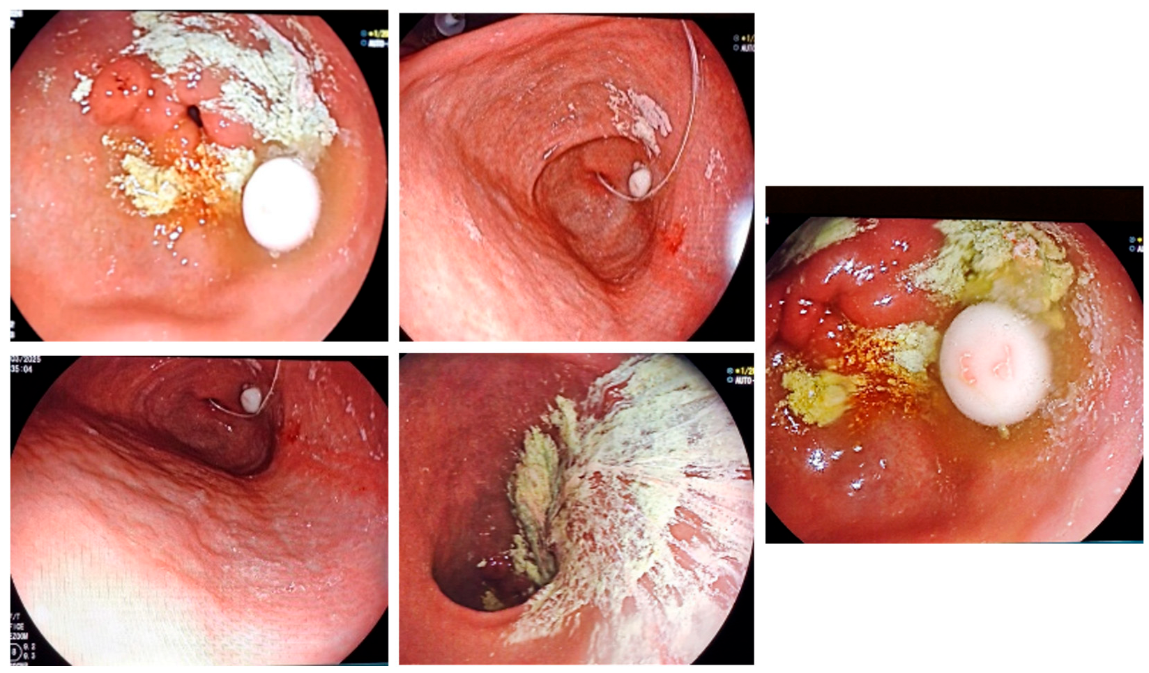 Biomedicines 13 02191 g001
