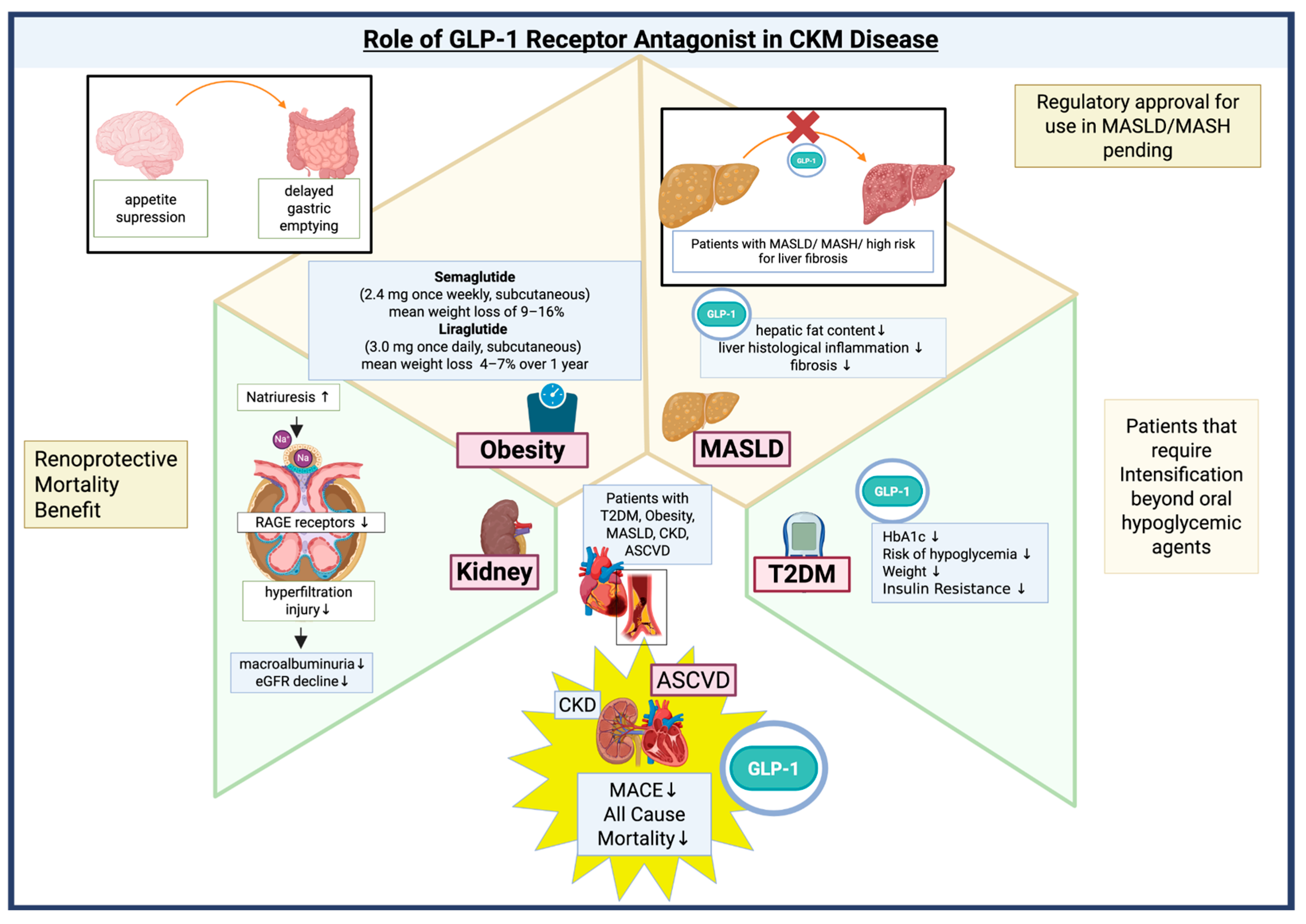 Biomedicines 13 02192 g002 Biomedicines 13 02192 g002
