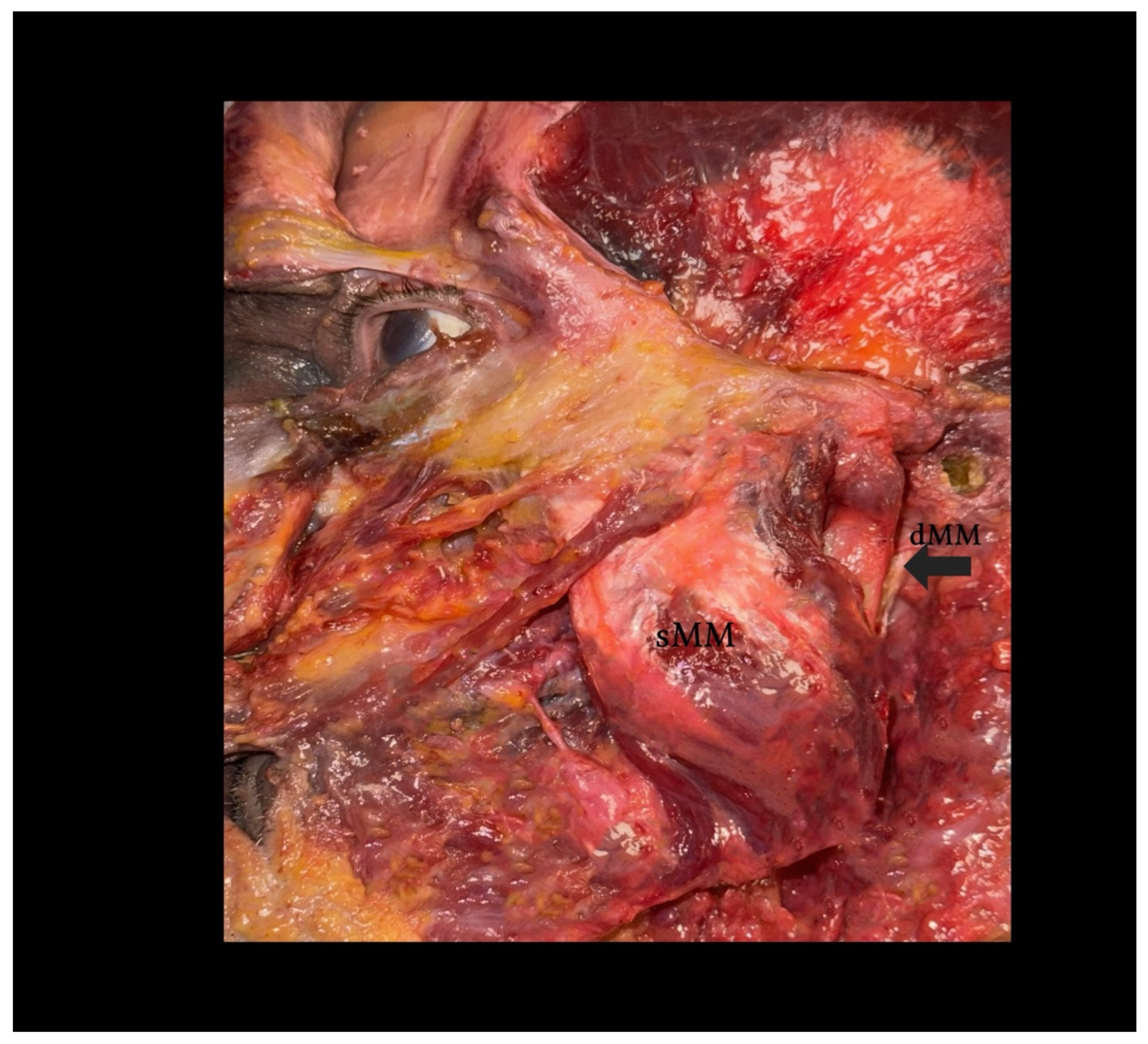 Biomedicines 13 02201 g002 Biomedicines 13 02201 g002