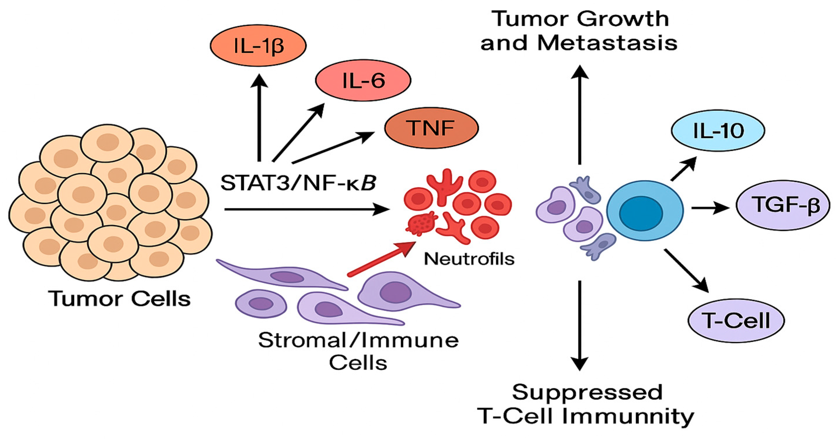 Biomedicines 13 02203 g007 Biomedicines 13 02203 g007