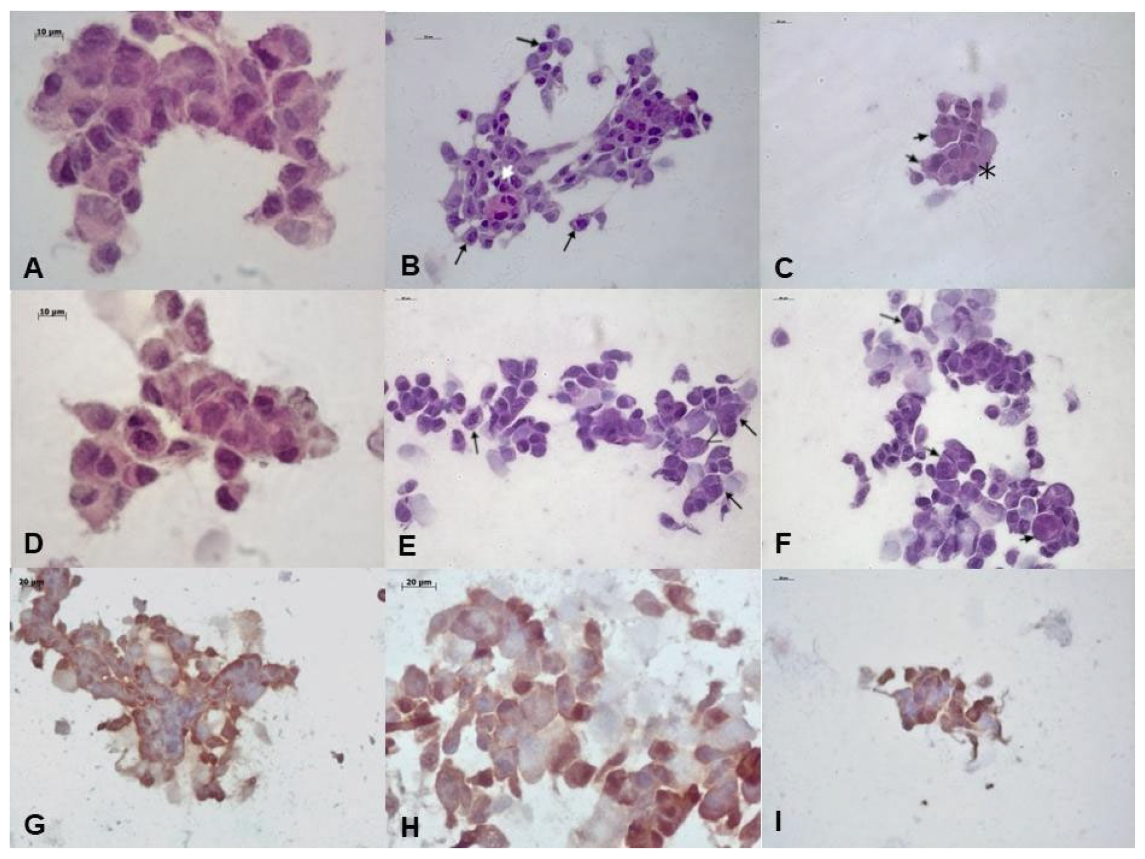 Biomedicines 13 02223 g003