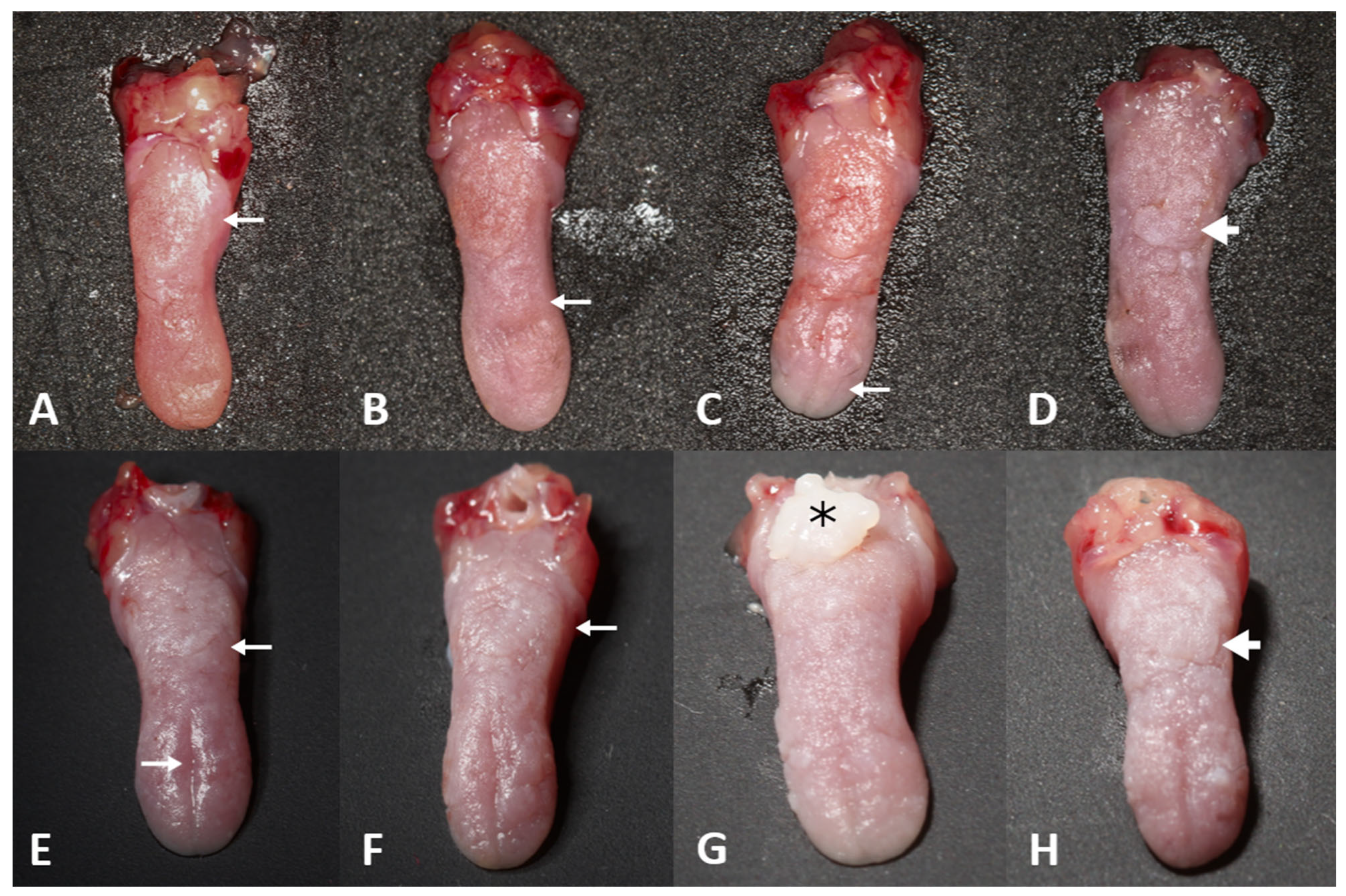 Biomedicines 13 02223 g004