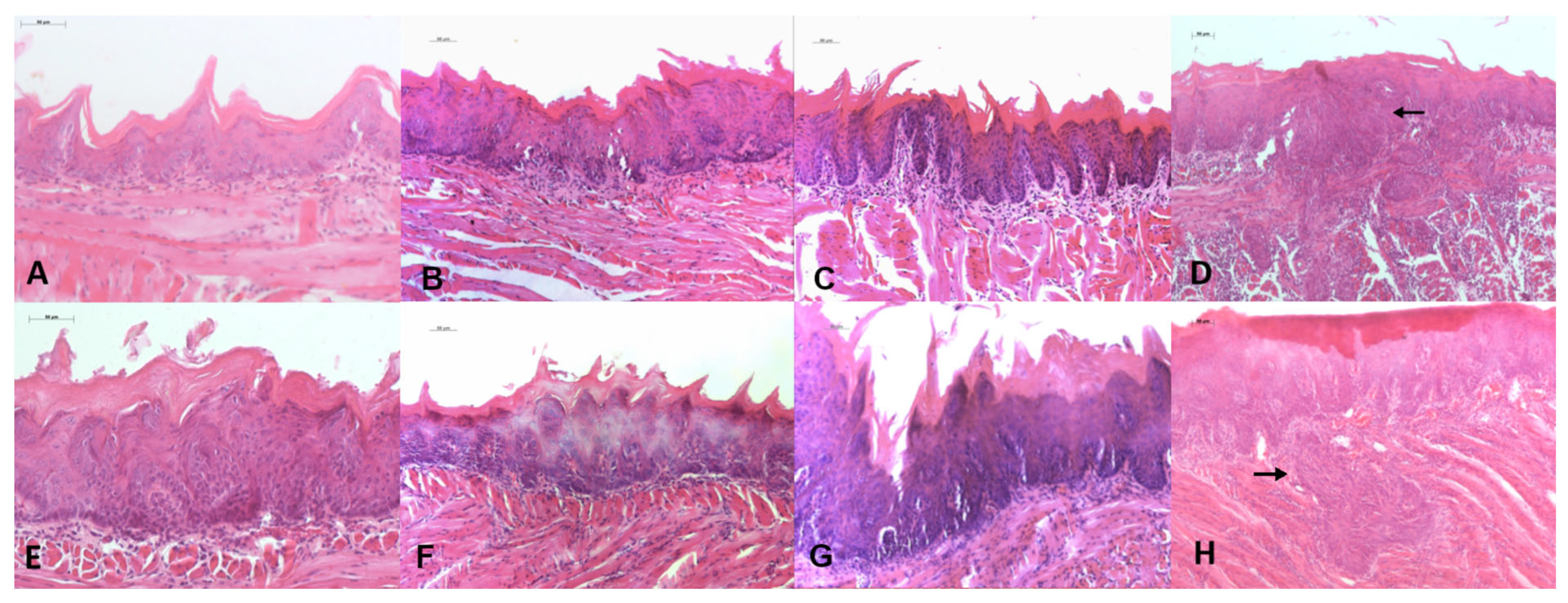Biomedicines 13 02223 g005
