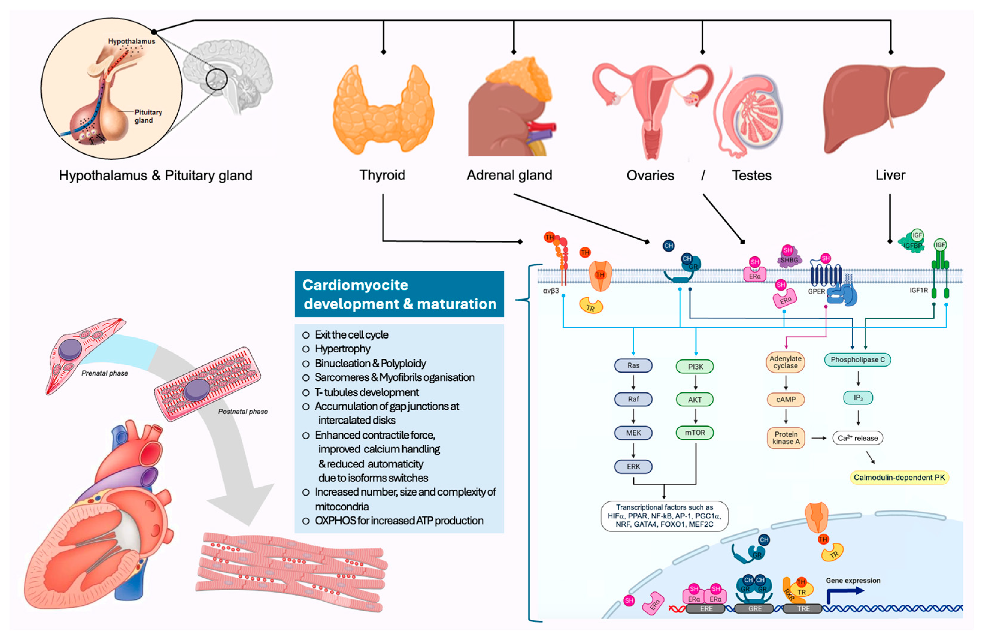 Biomedicines 13 02225 g002