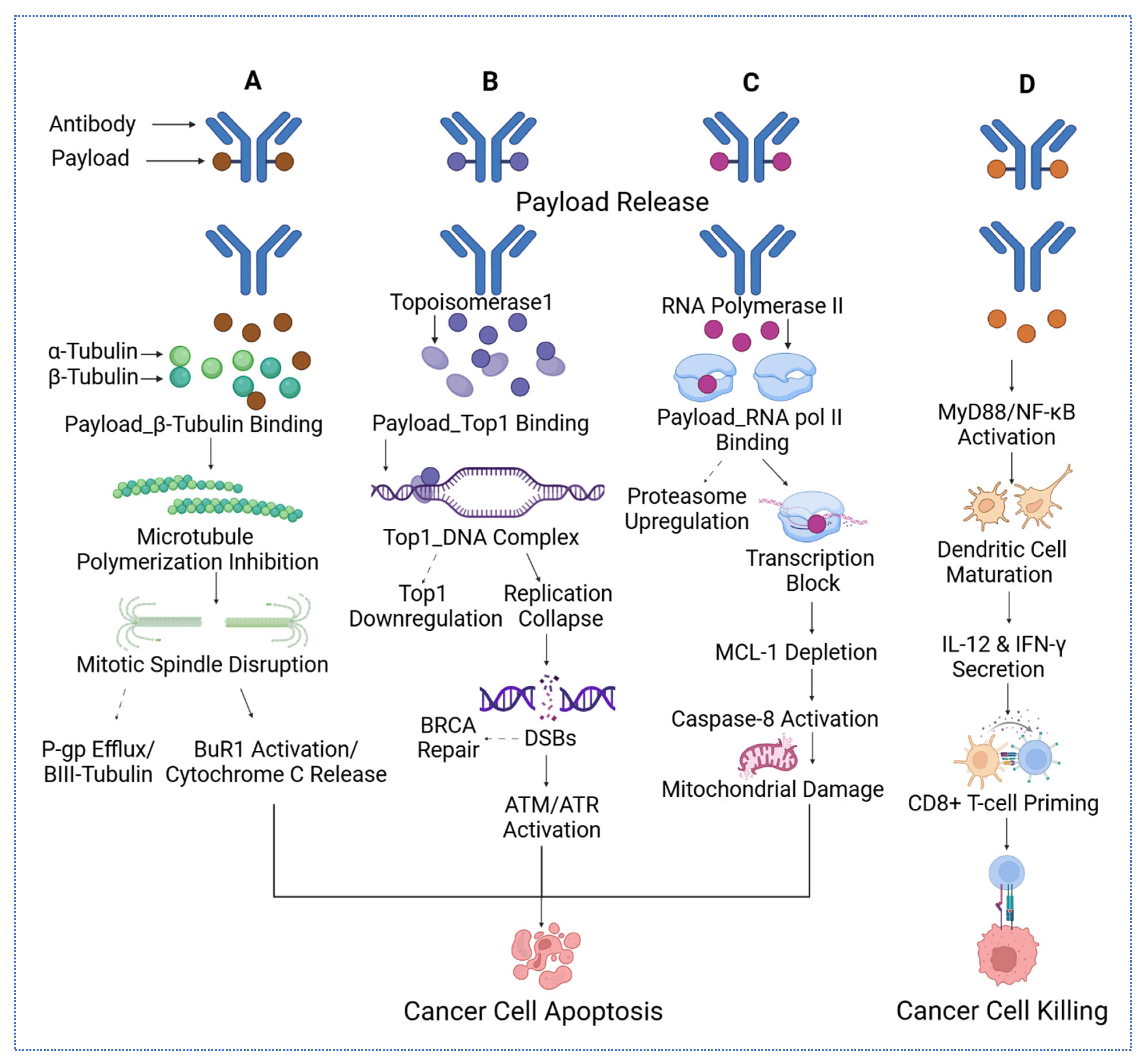 Biomedicines 13 02227 g001 Biomedicines 13 02227 g001