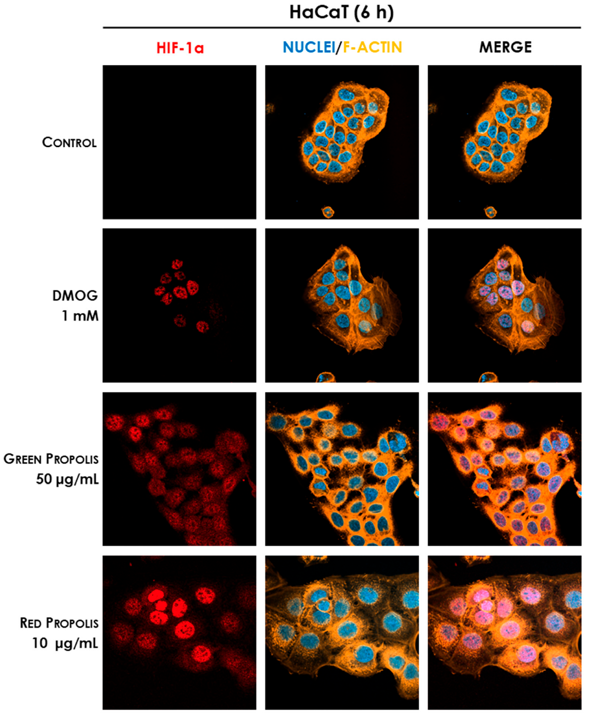 Biomedicines 13 02229 g011 Biomedicines 13 02229 g011