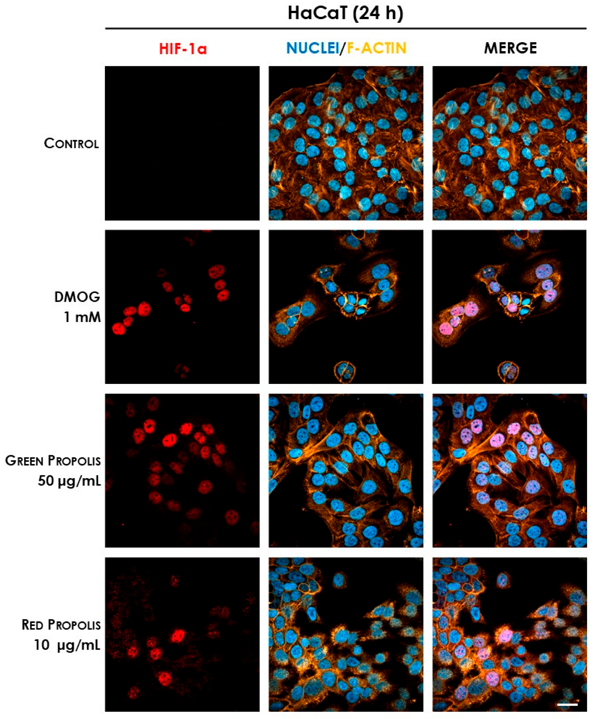 Biomedicines 13 02229 g012 Biomedicines 13 02229 g012