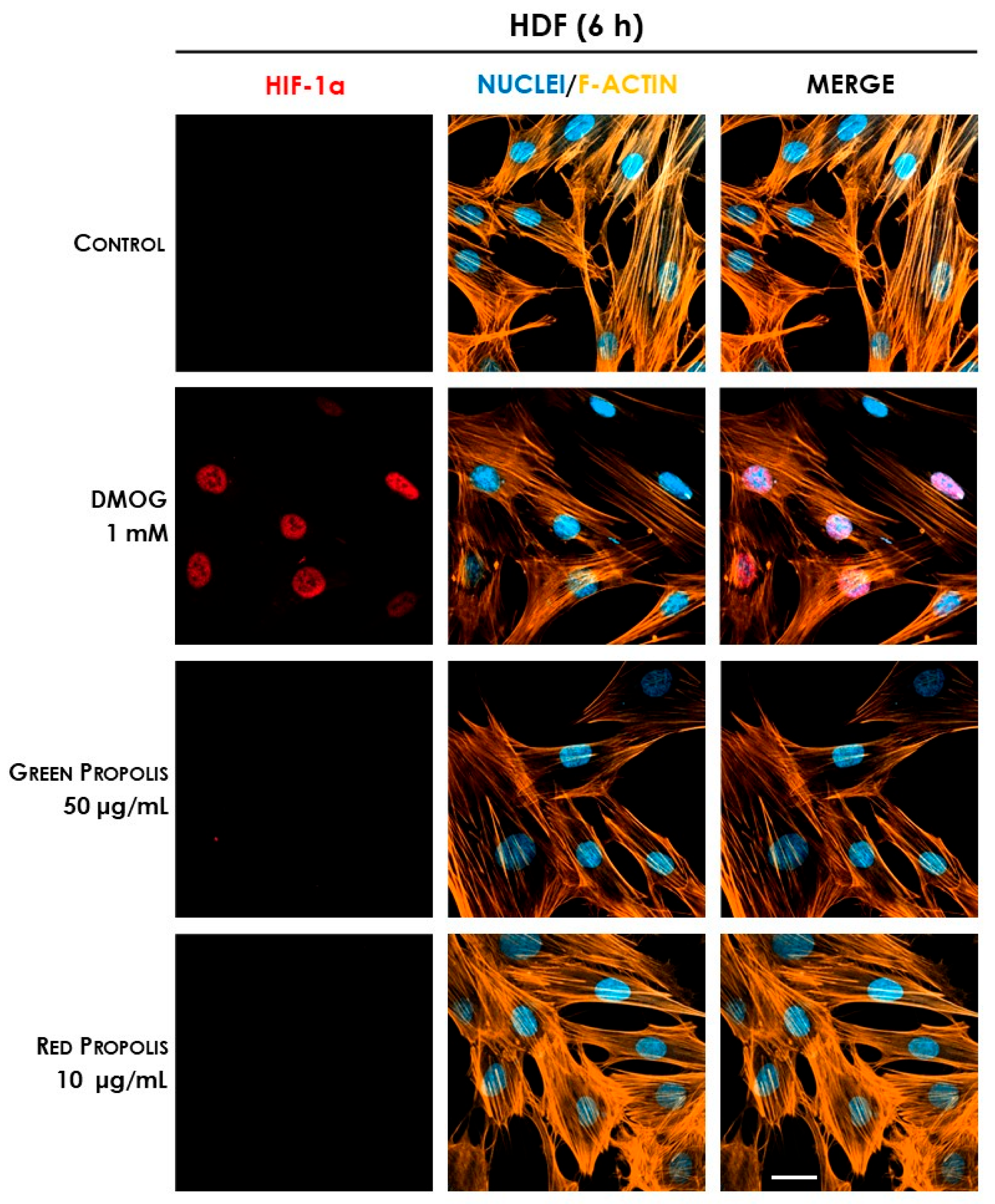 Biomedicines 13 02229 g013 Biomedicines 13 02229 g013