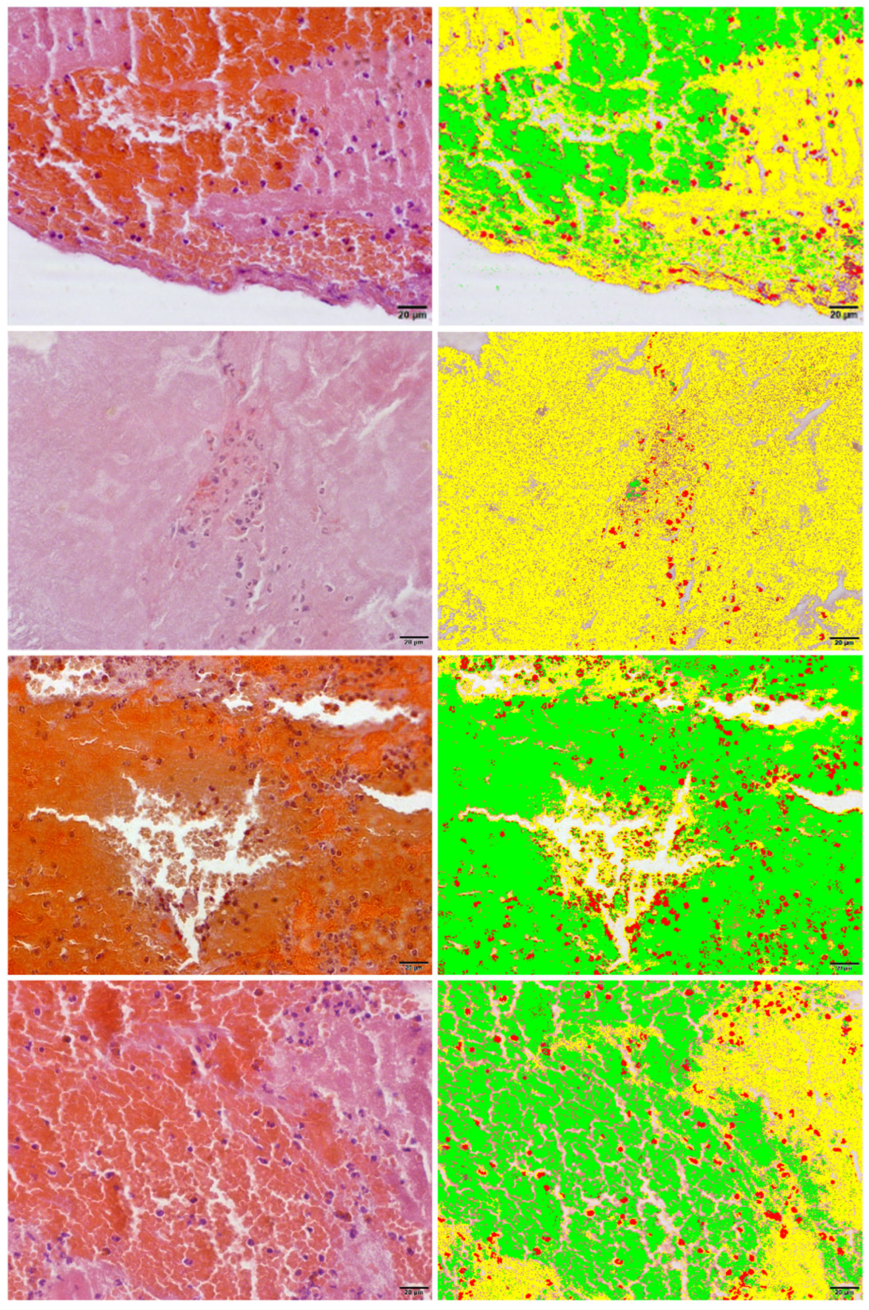 Biomedicines 13 02235 g001