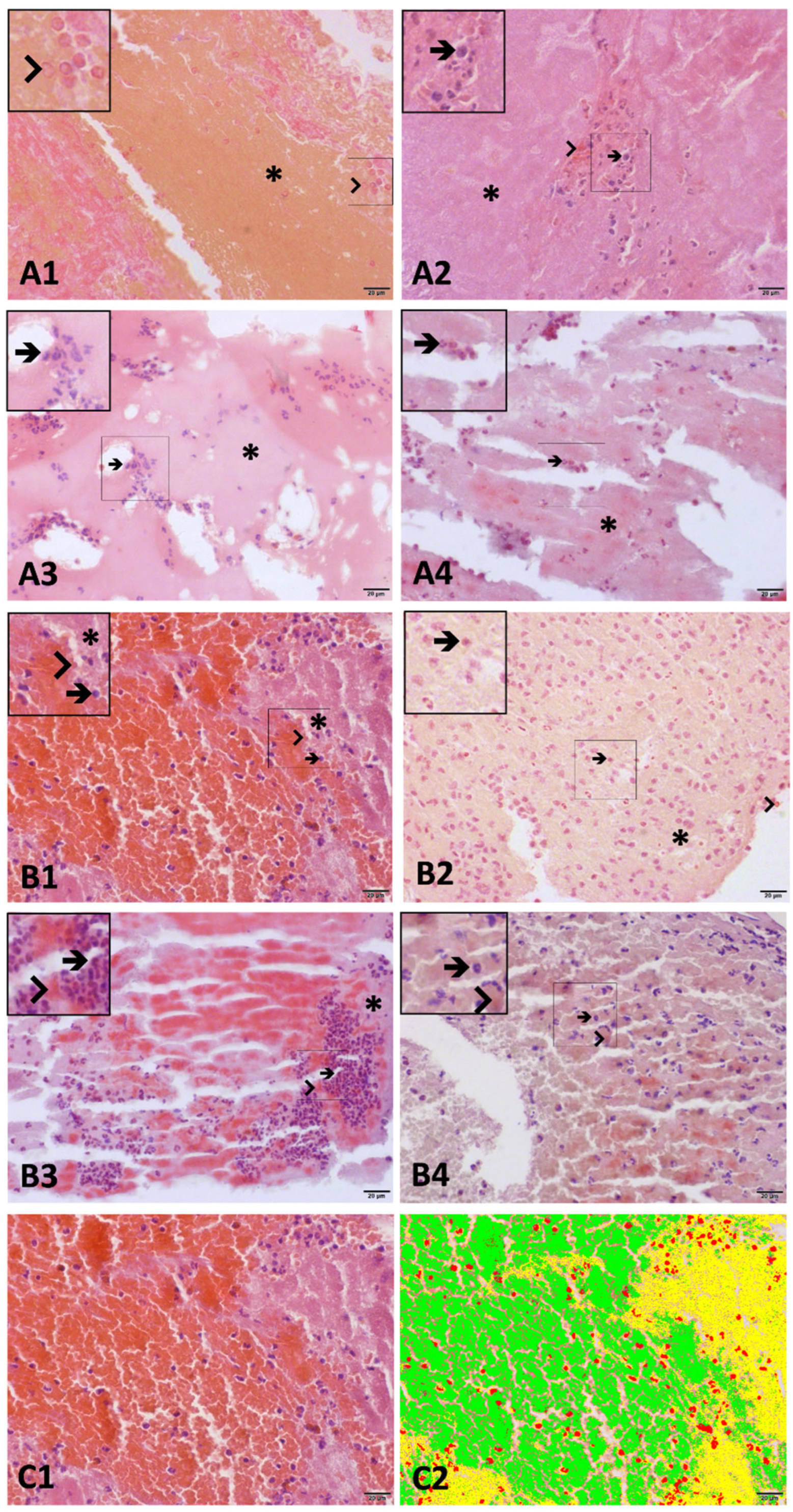 Biomedicines 13 02235 g002
