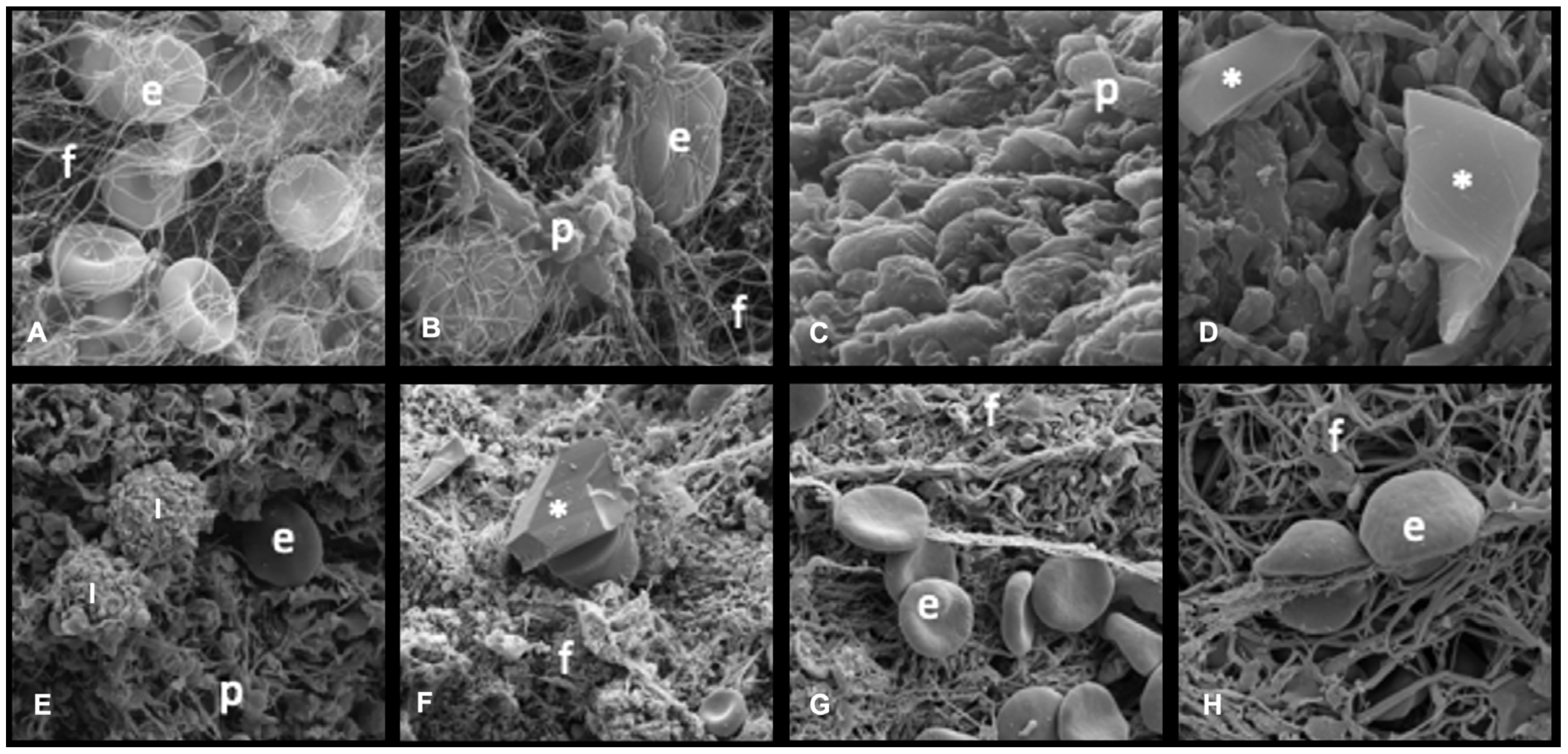Biomedicines 13 02235 g003