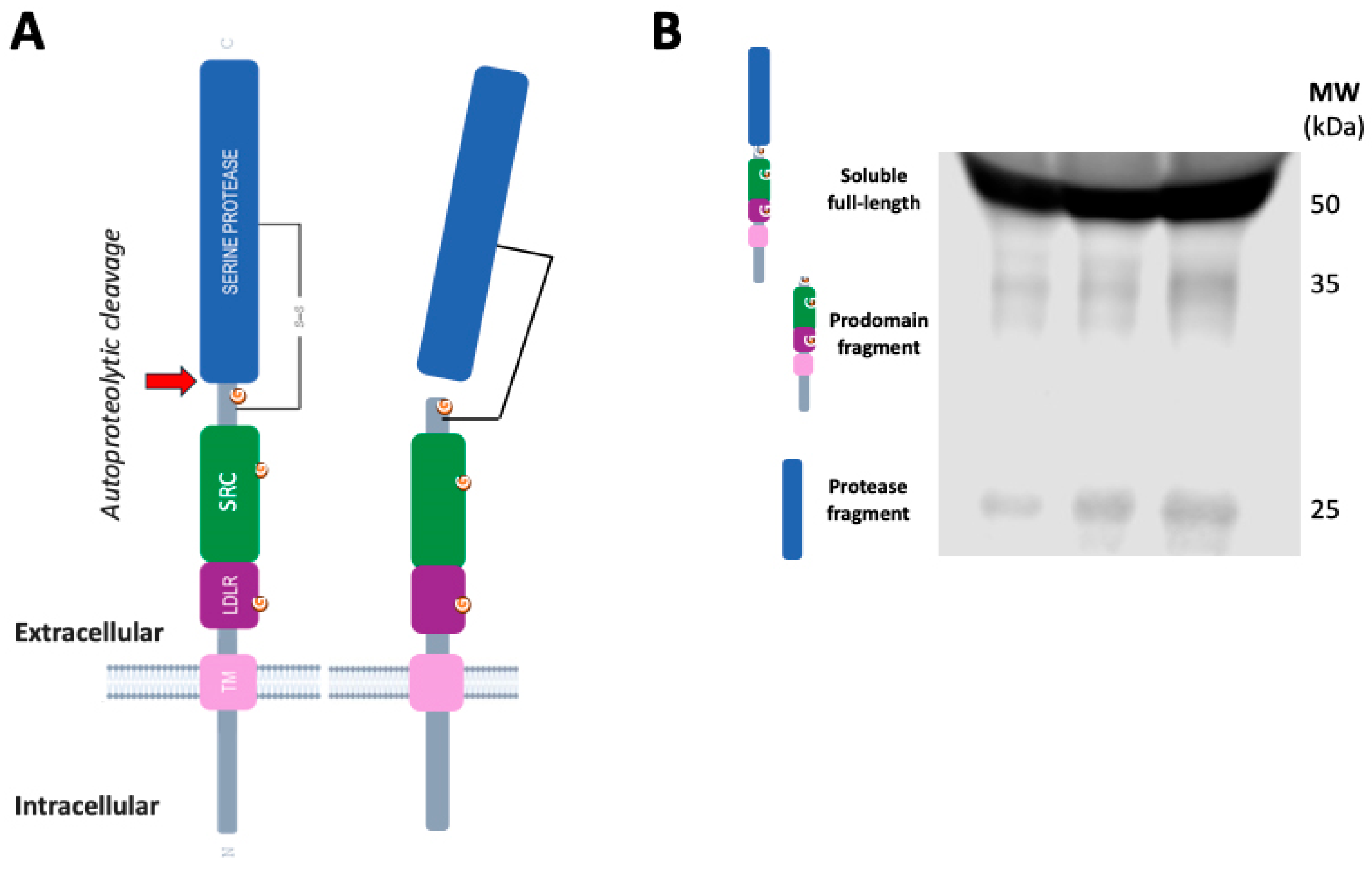 Biomedicines 13 02240 g003