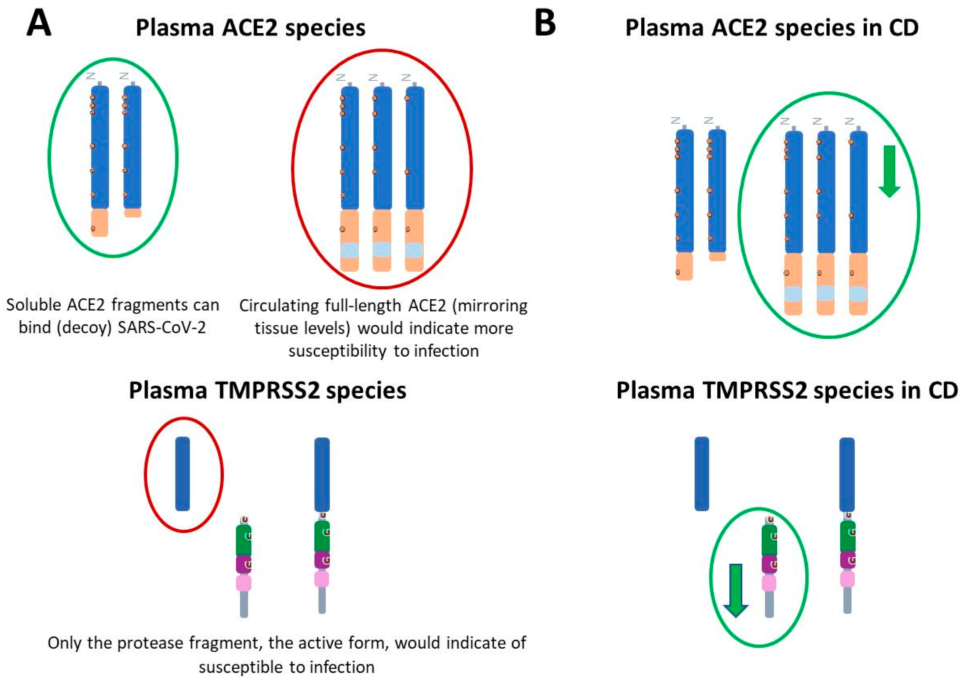 Biomedicines 13 02240 g004