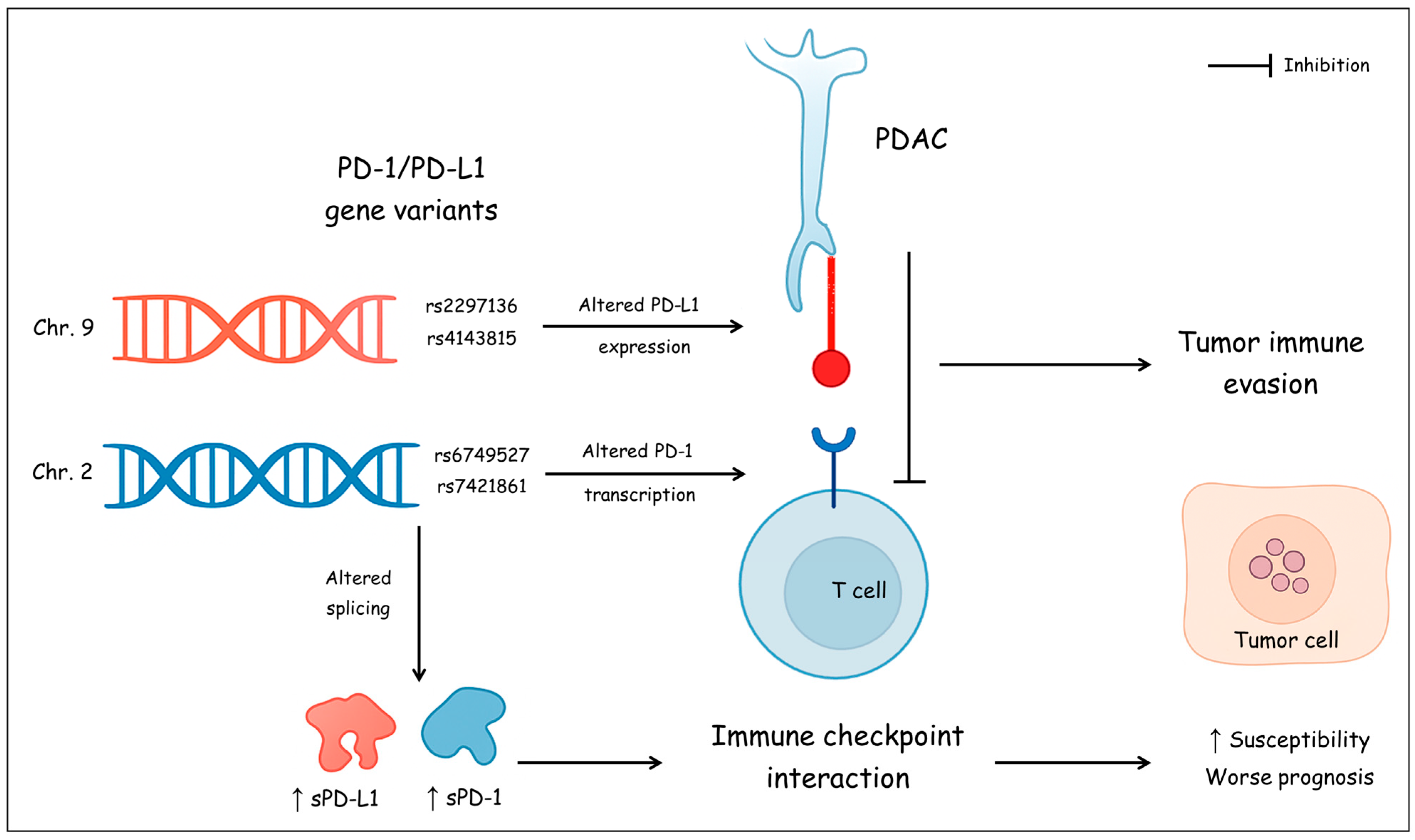 Biomedicines 13 02246 g001