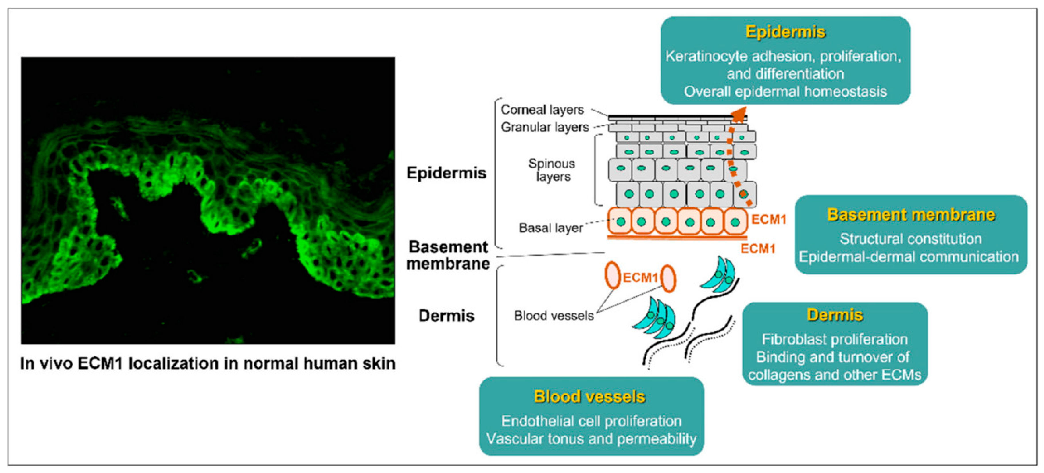Biomedicines 13 02252 g002
