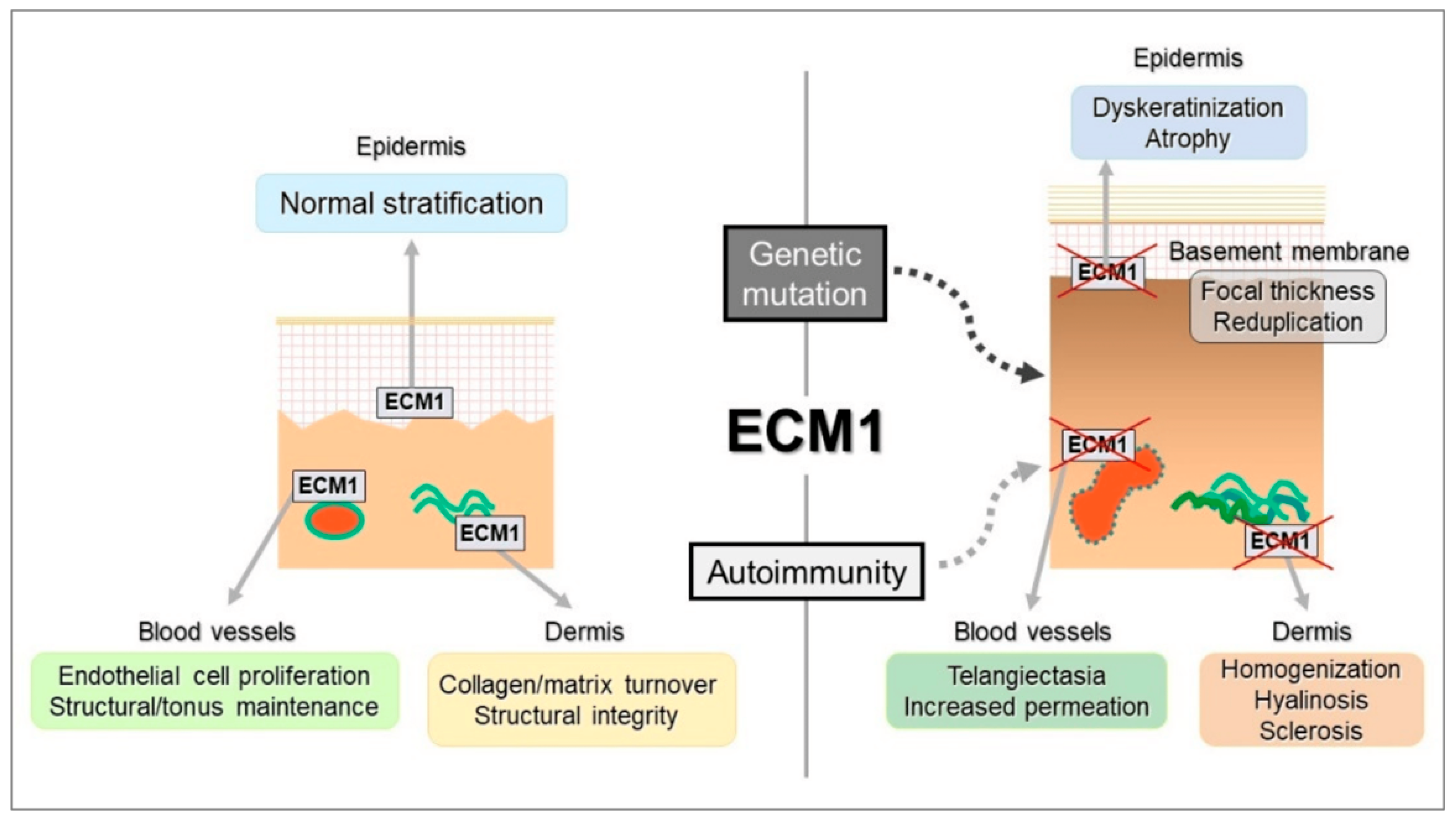 Biomedicines 13 02252 g004
