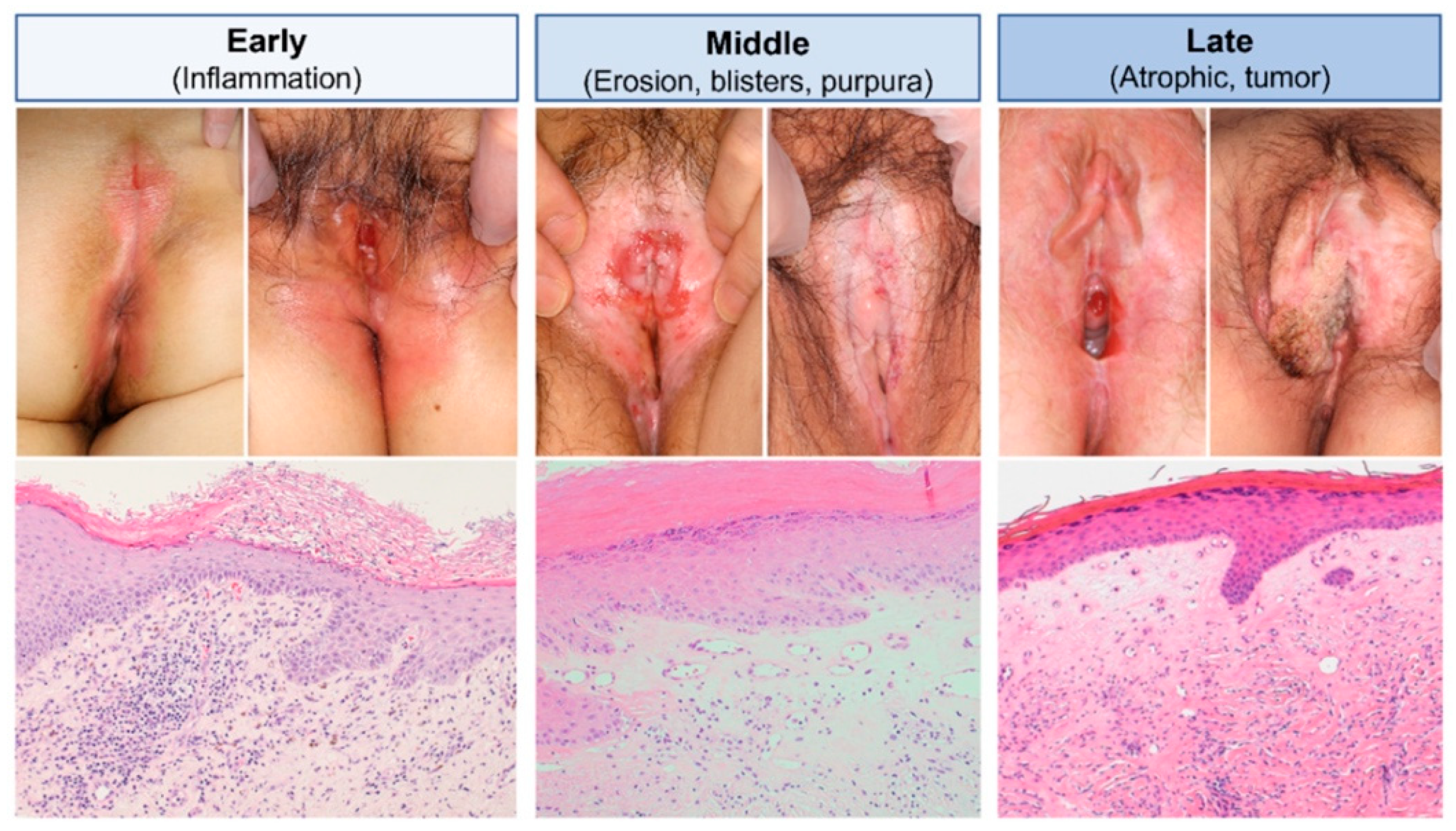 Biomedicines 13 02252 g005