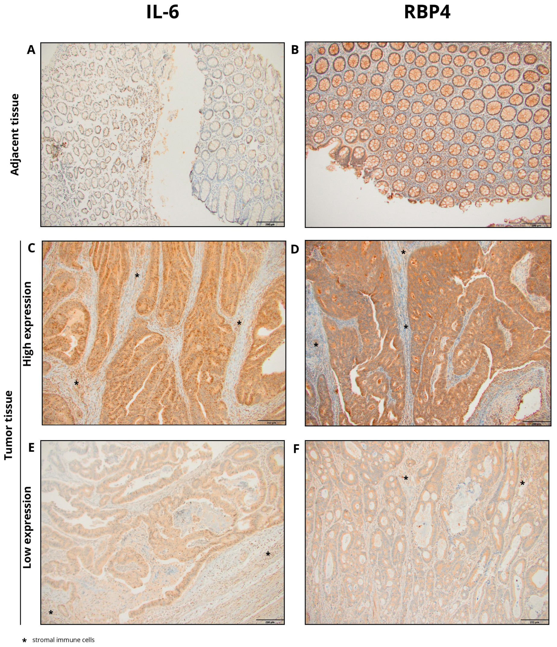 Biomedicines 13 02257 g001