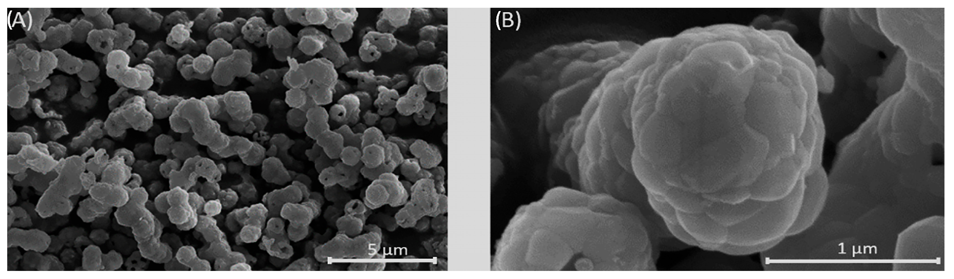 Biomedicines 13 02270 g005