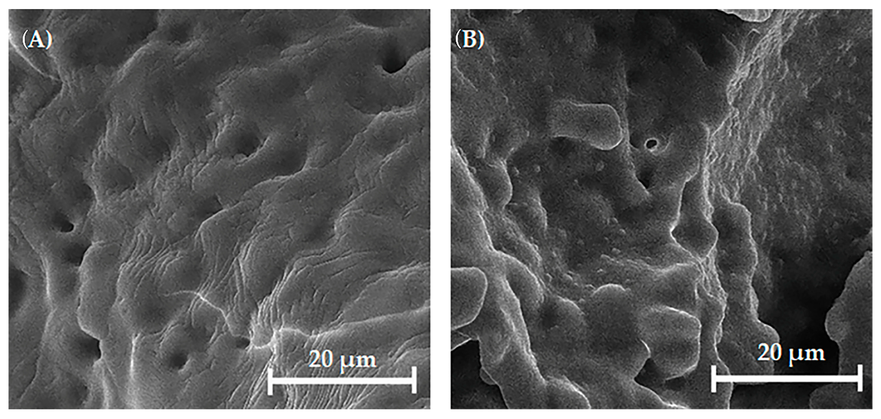 Biomedicines 13 02270 g008