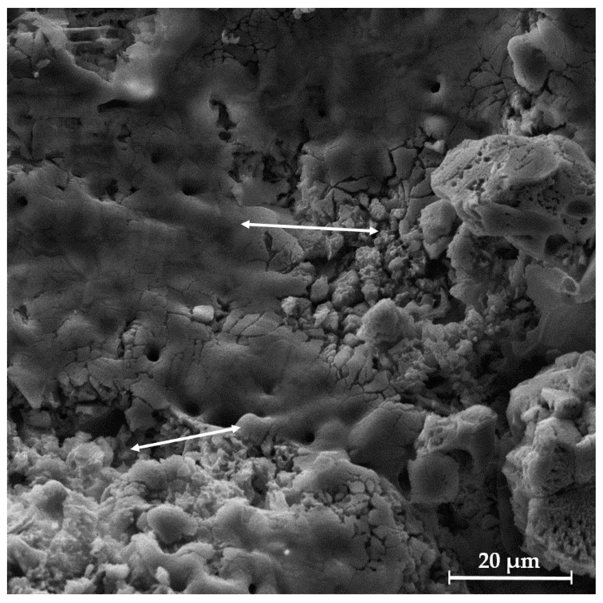 Biomedicines 13 02270 g009