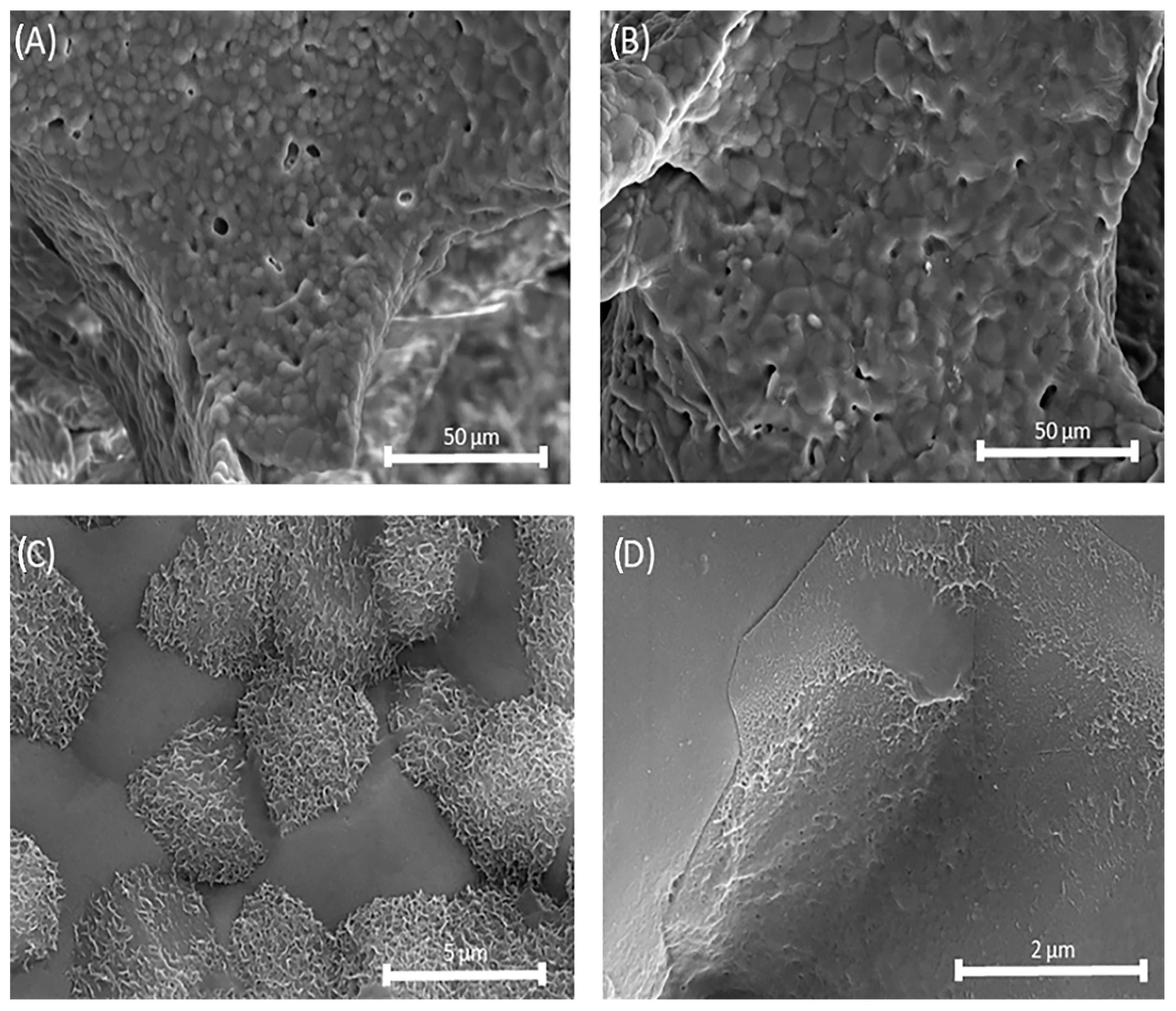 Biomedicines 13 02270 g012