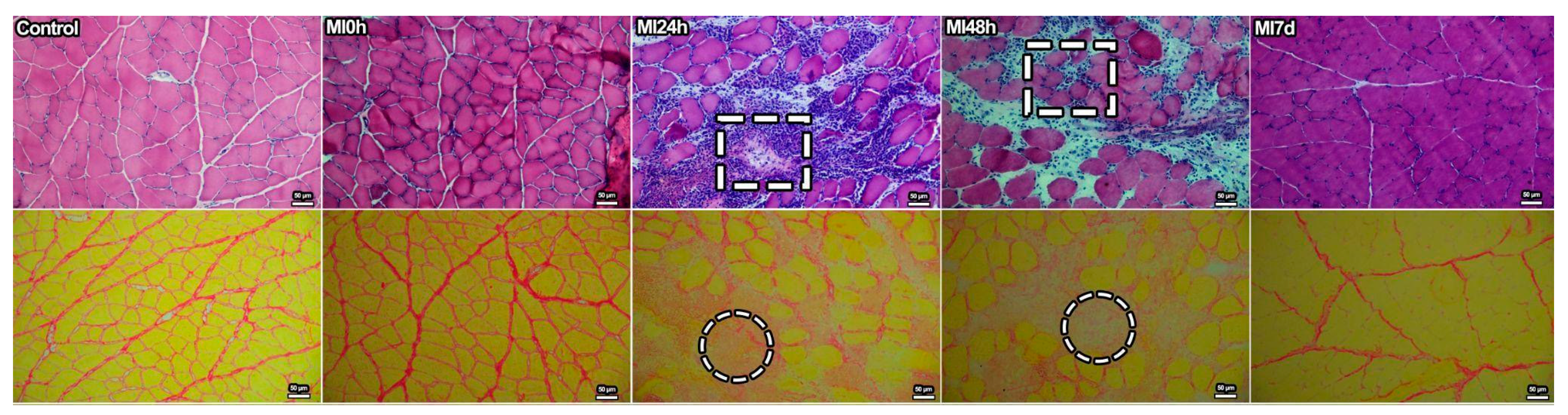 Biomedicines 13 02277 g001
