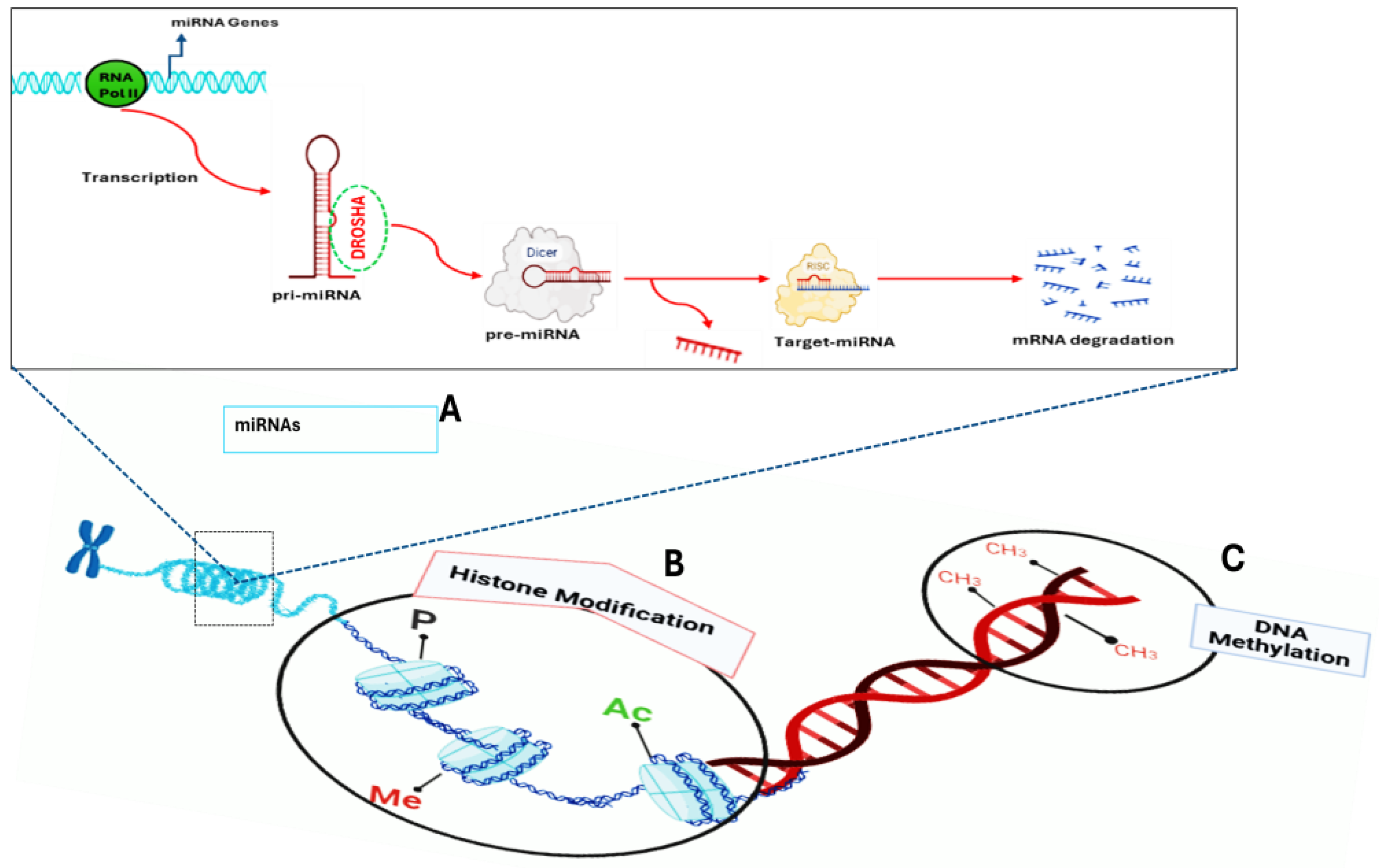 Biomedicines 13 02278 g001