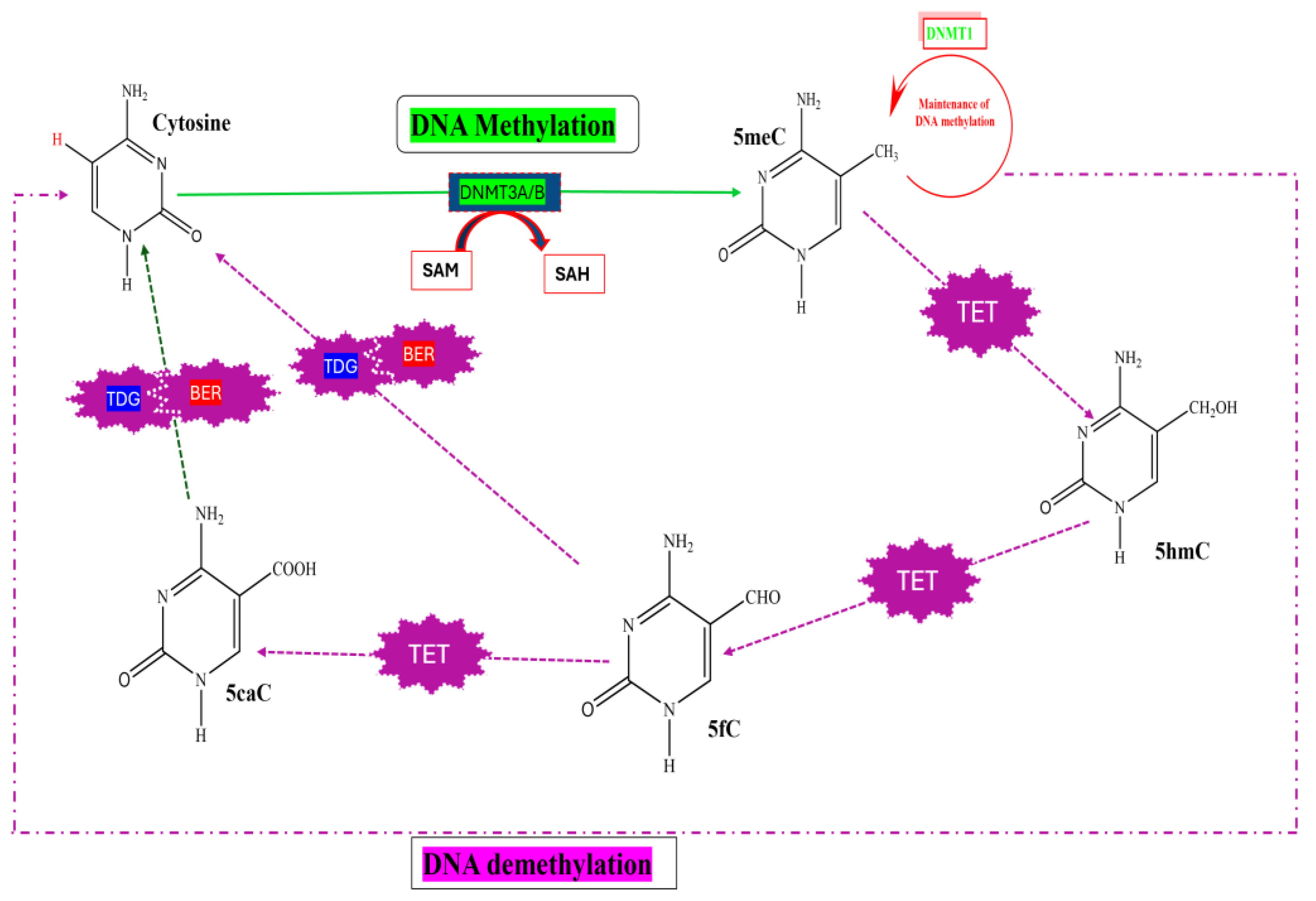Biomedicines 13 02278 g002