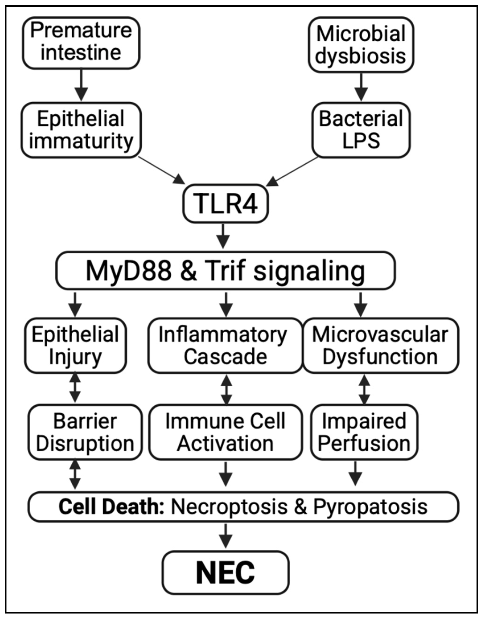 Biomedicines 13 02288 g001