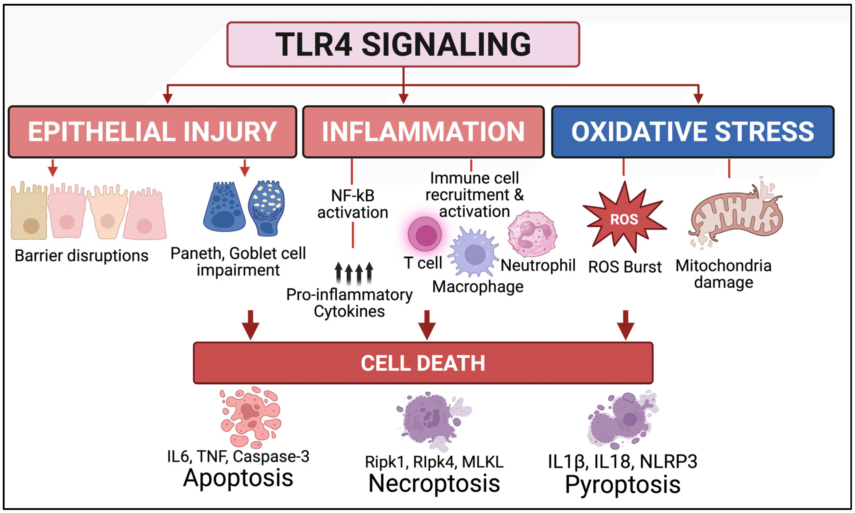 Biomedicines 13 02288 g002