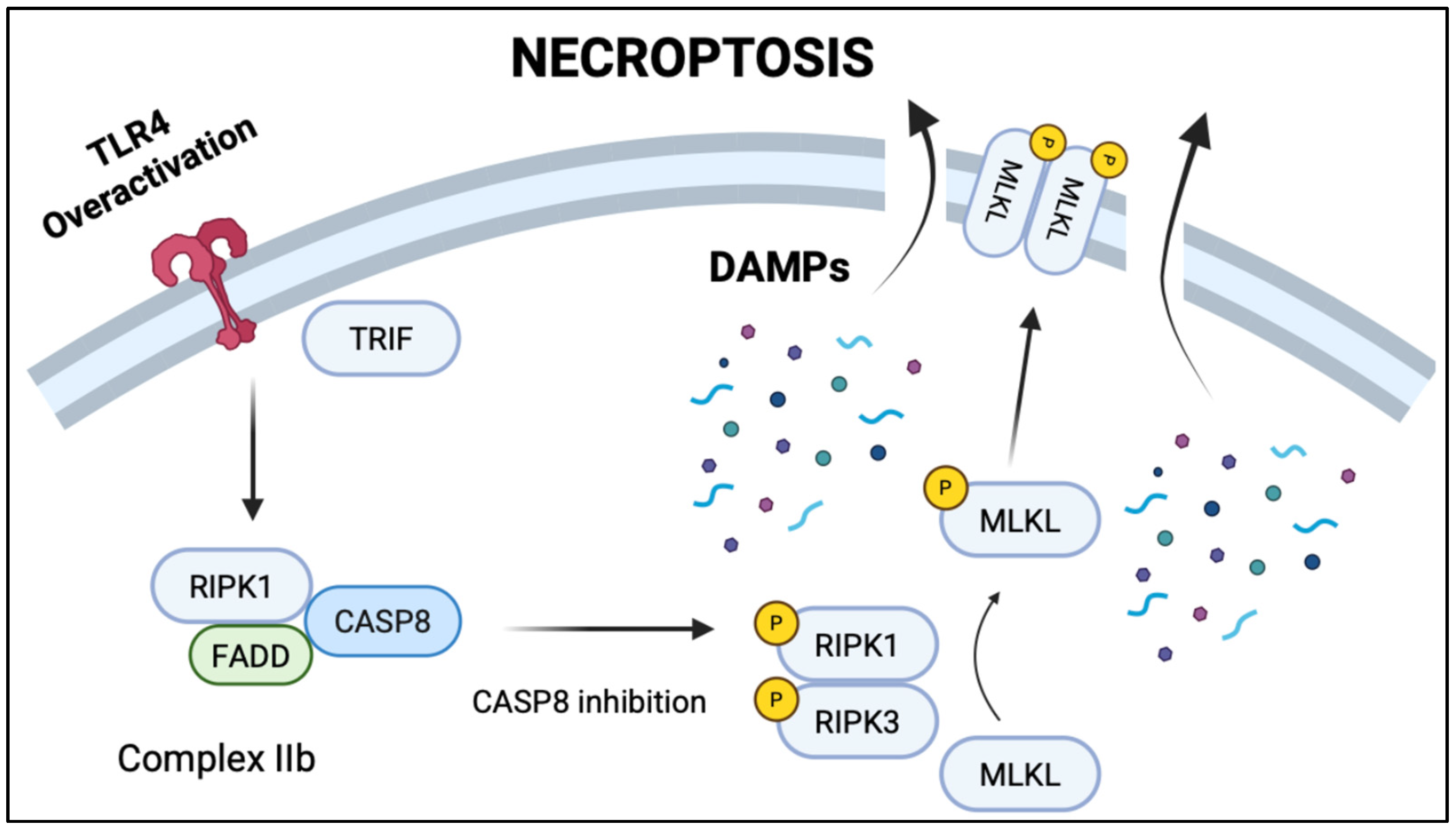 Biomedicines 13 02288 g003