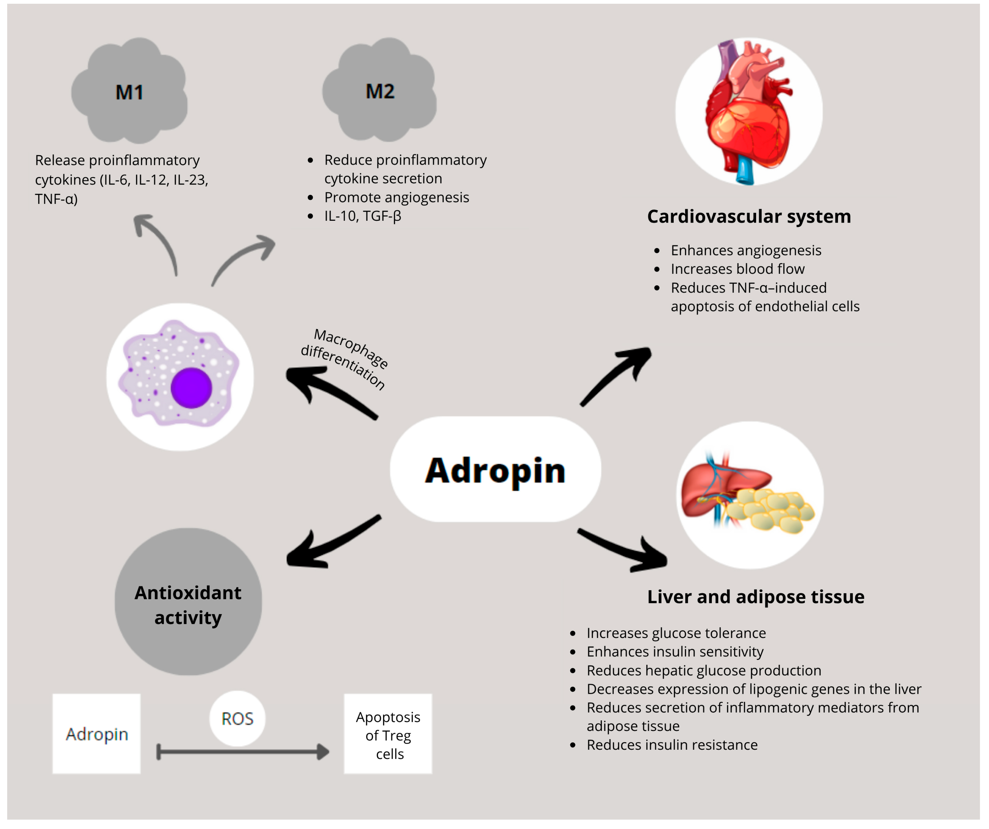 Biomedicines 13 02300 g002