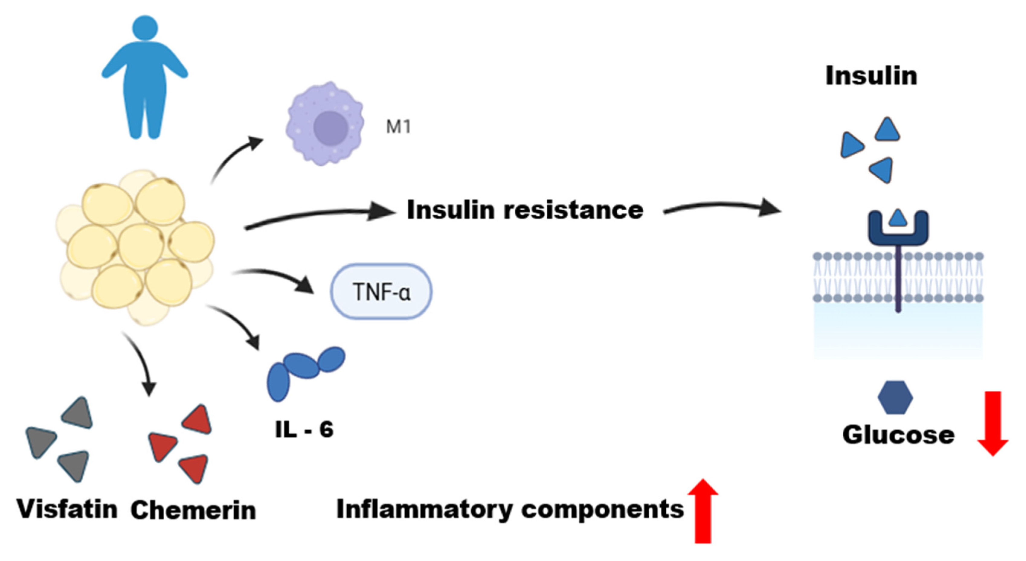 Biomedicines 13 02321 g002