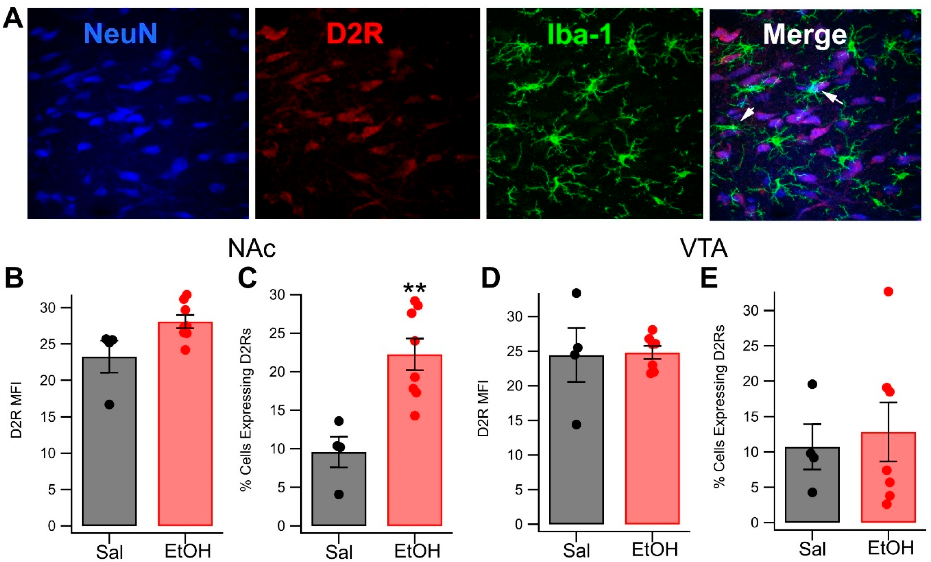 Biomedicines 13 02327 g004