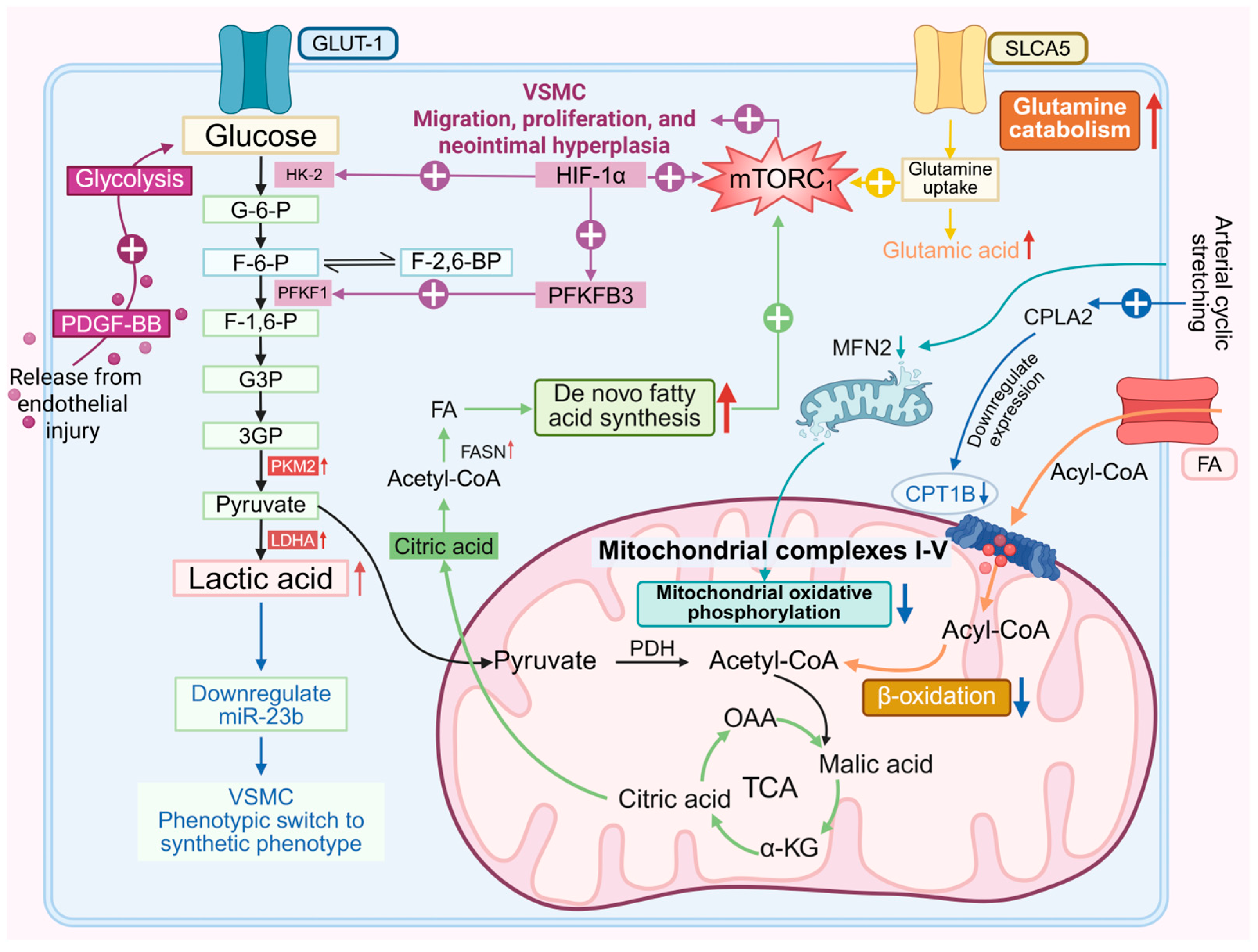 Biomedicines 13 02340 g001