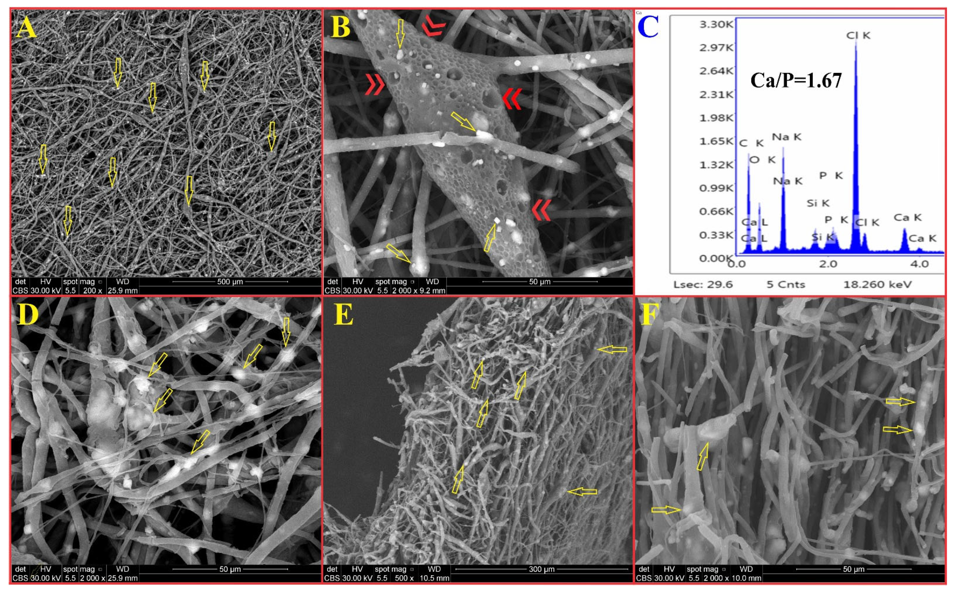 Biomedicines 13 02349 g013