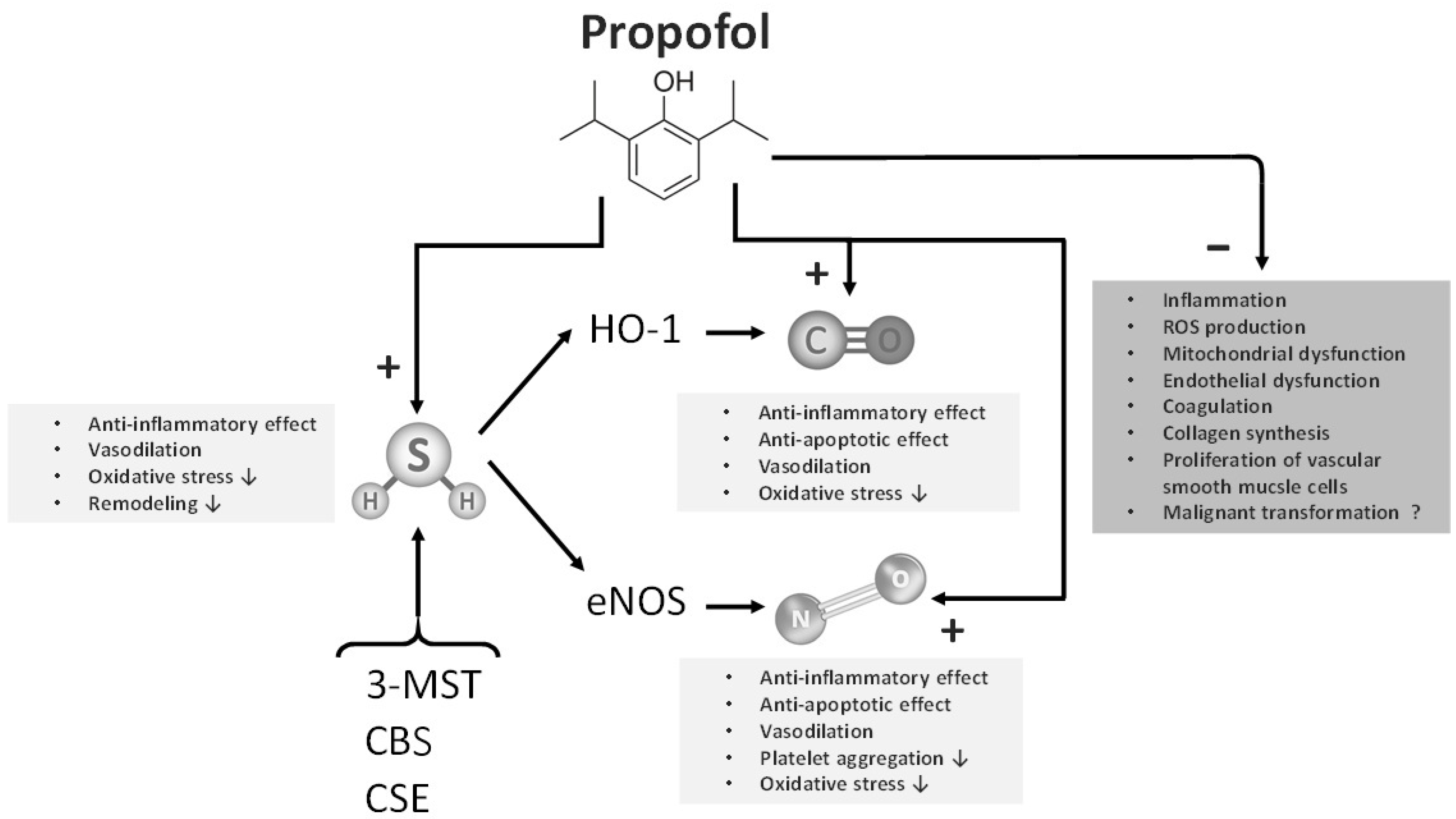 Biomedicines 13 02357 g003