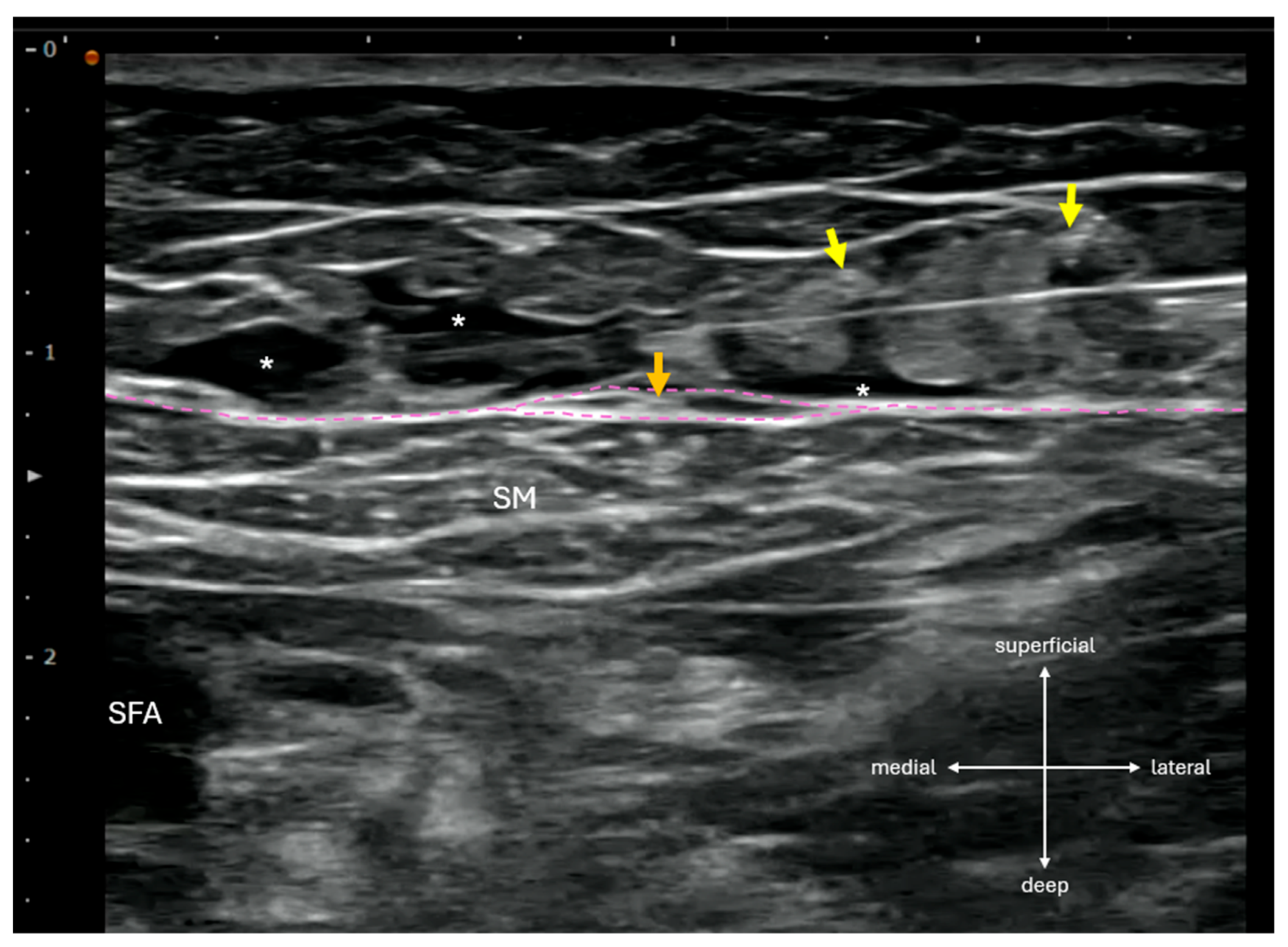 Biomedicines 13 02368 g001 Biomedicines 13 02368 g001