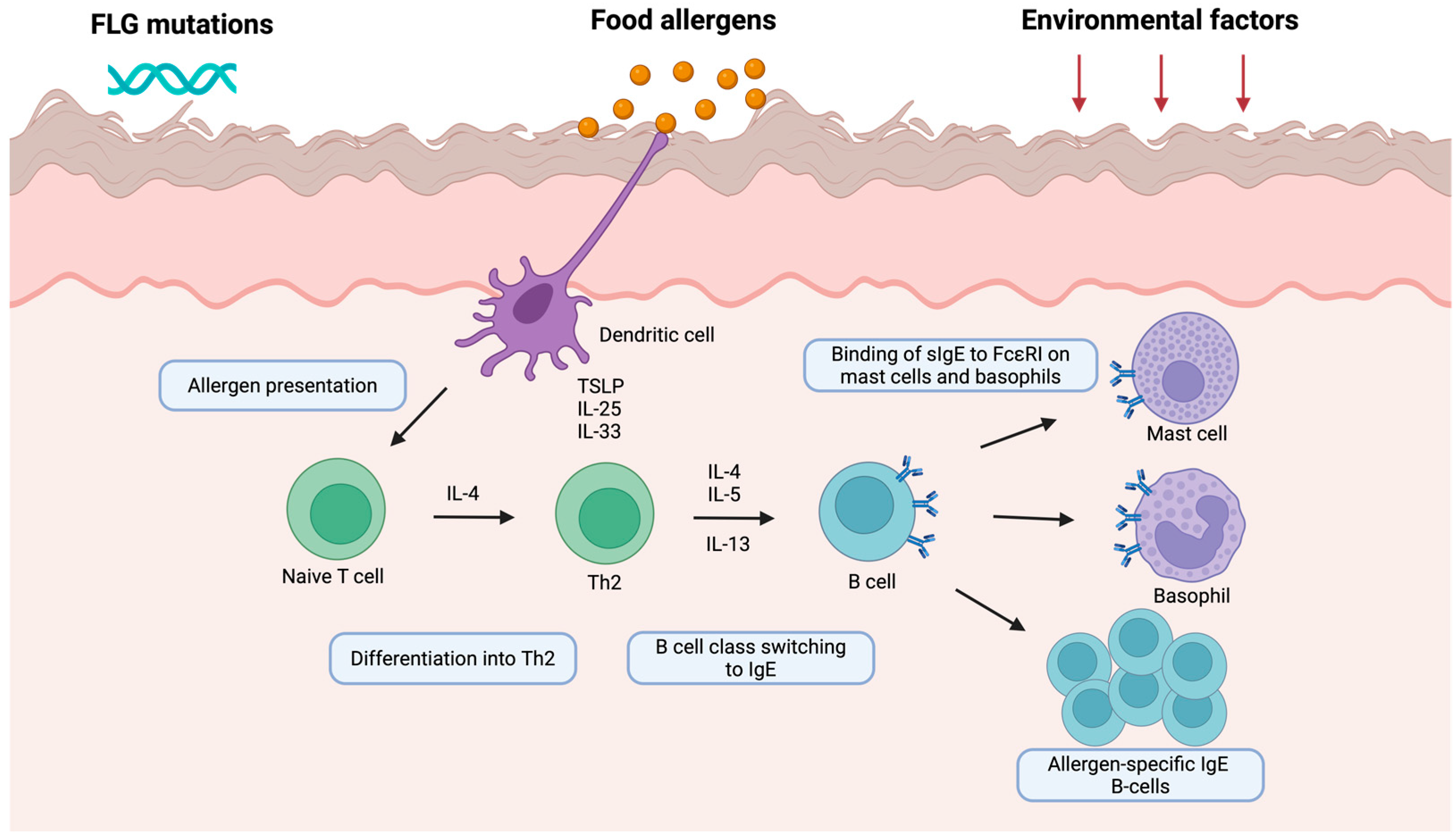 Biomedicines 13 02377 g001