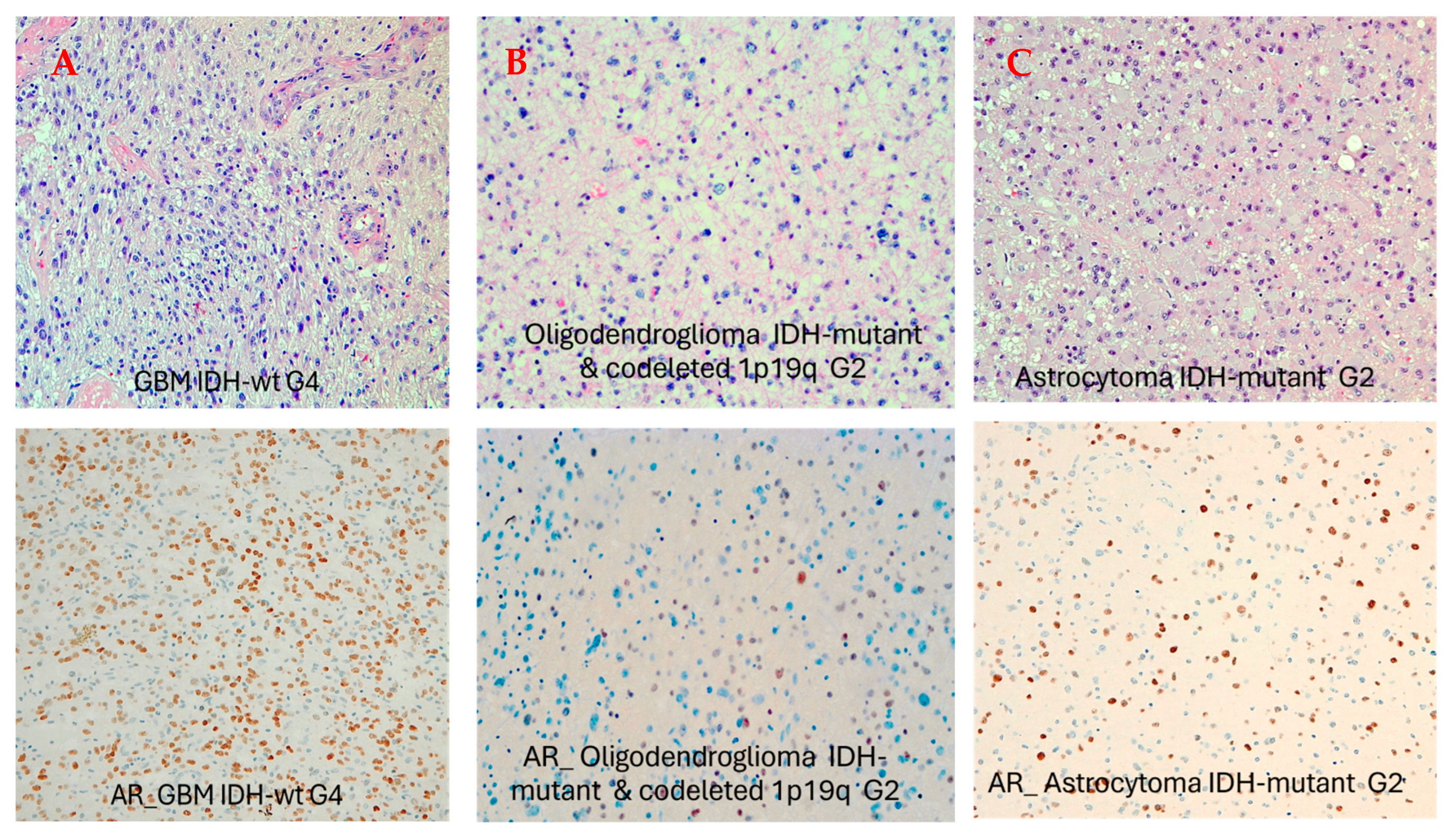 Biomedicines 13 02379 g001