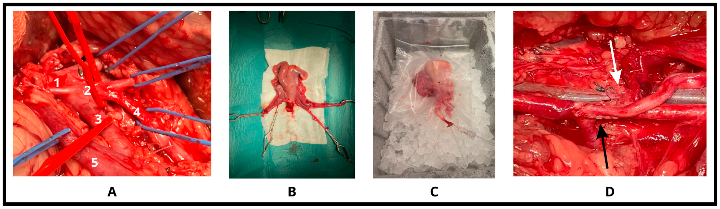 Biomedicines 13 02388 g001