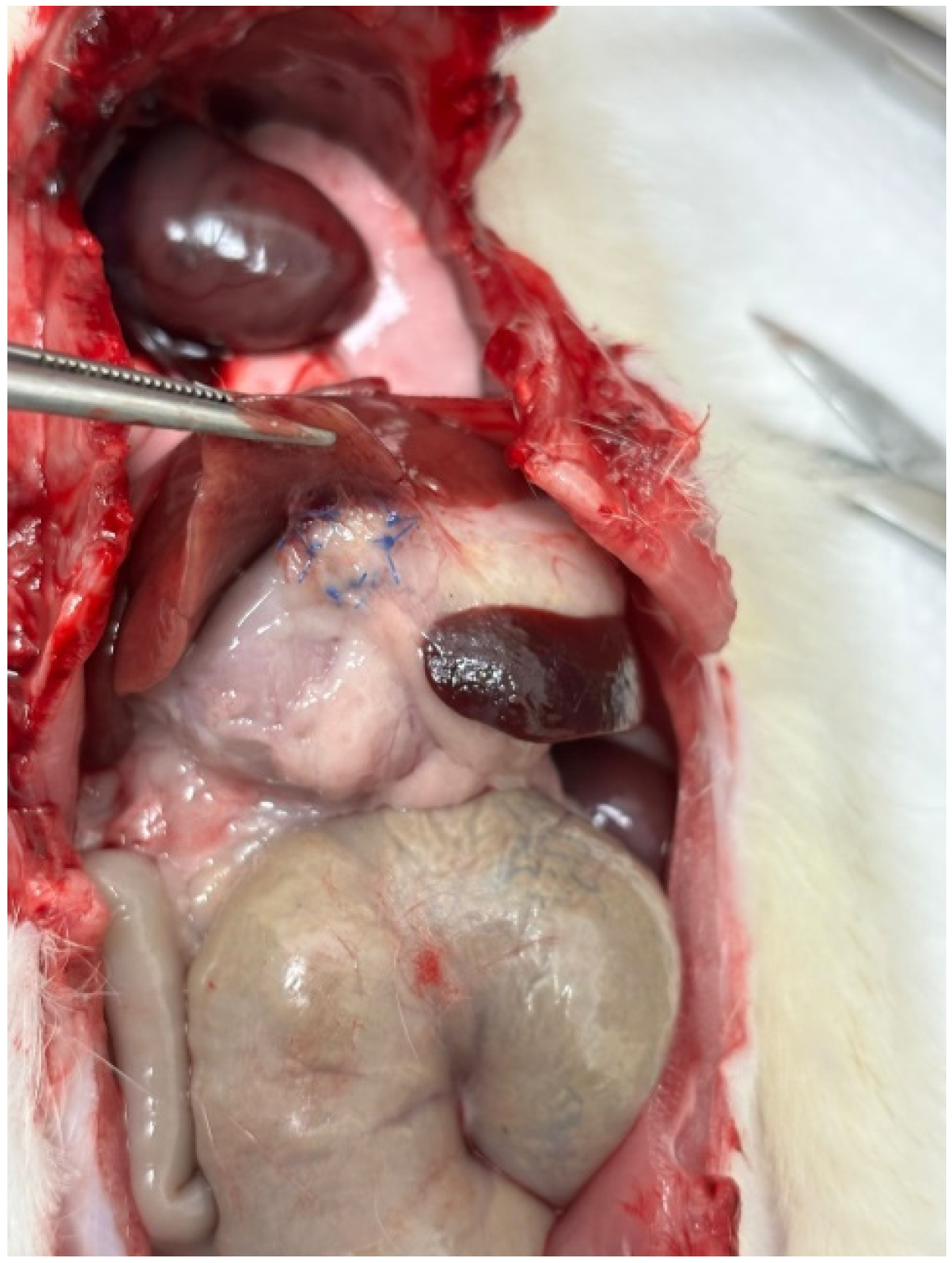 Biomedicines 13 02397 g003