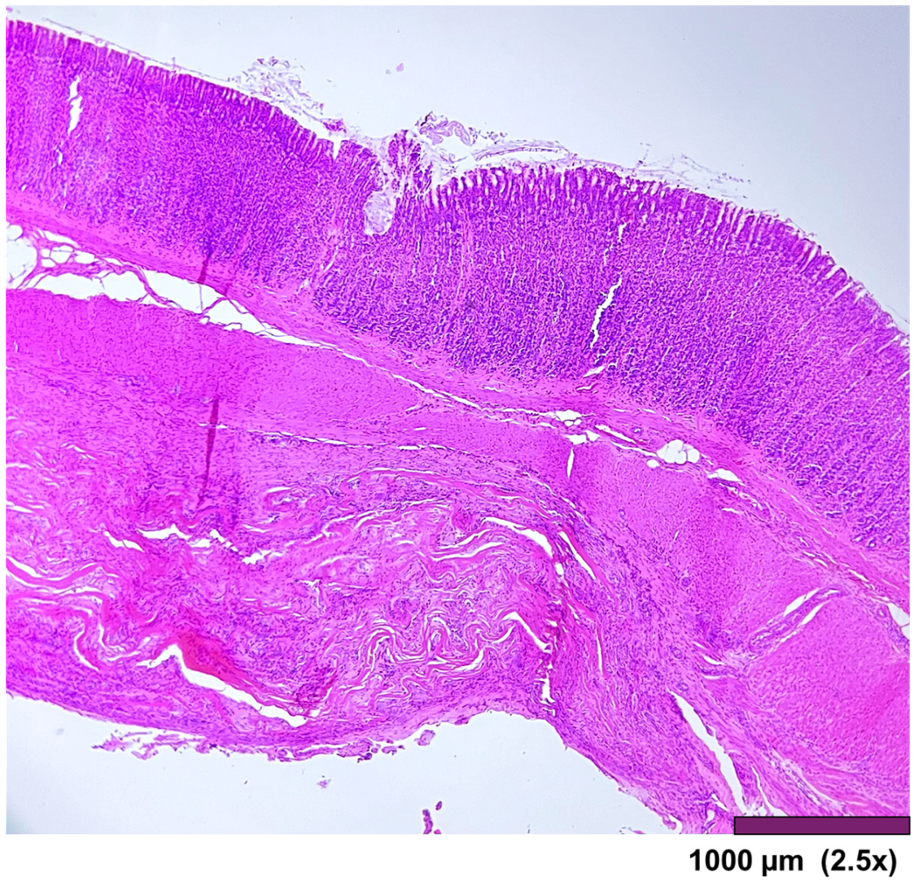 Biomedicines 13 02397 g005