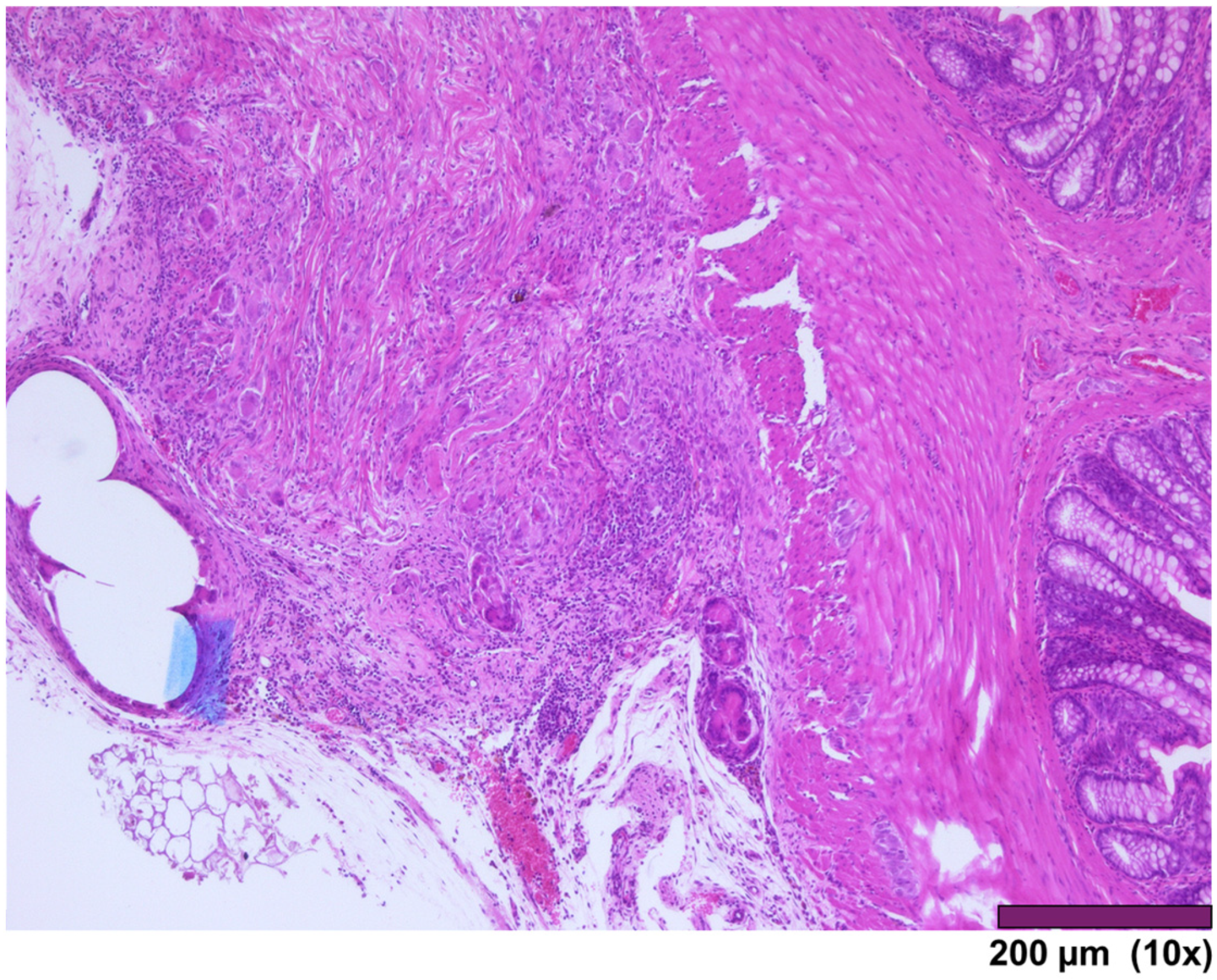 Biomedicines 13 02397 g009